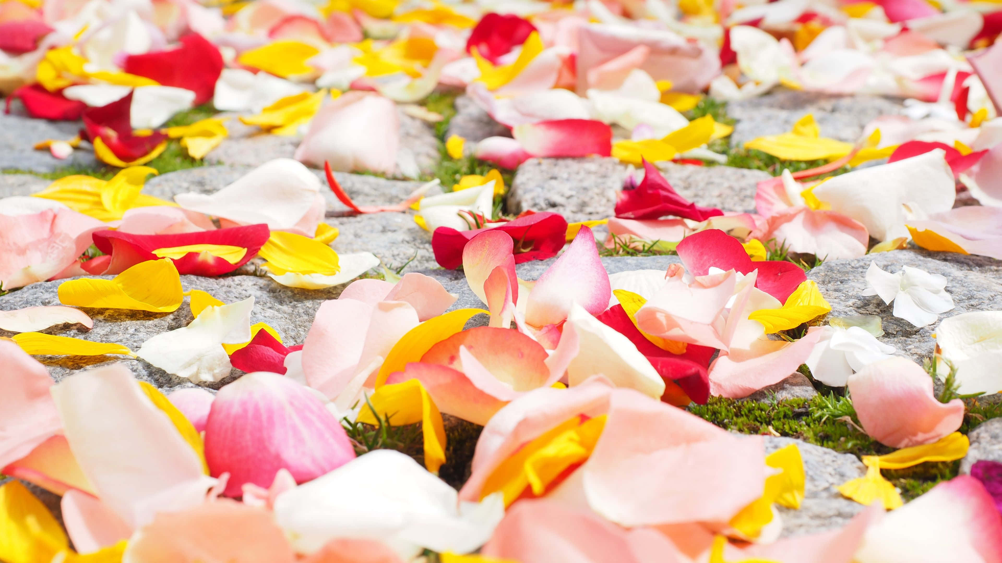 rose petal, pink yellow and white rose petals, gray cobblestones, 4K Desktop Wallpaper