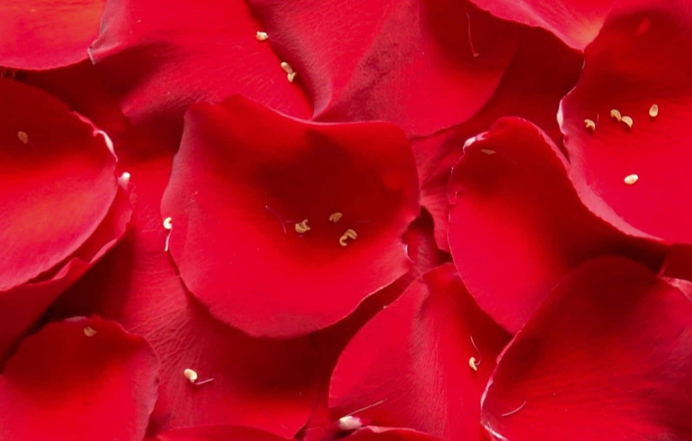 rose petal, red rose, golden stamens, HD Desktop Wallpaper