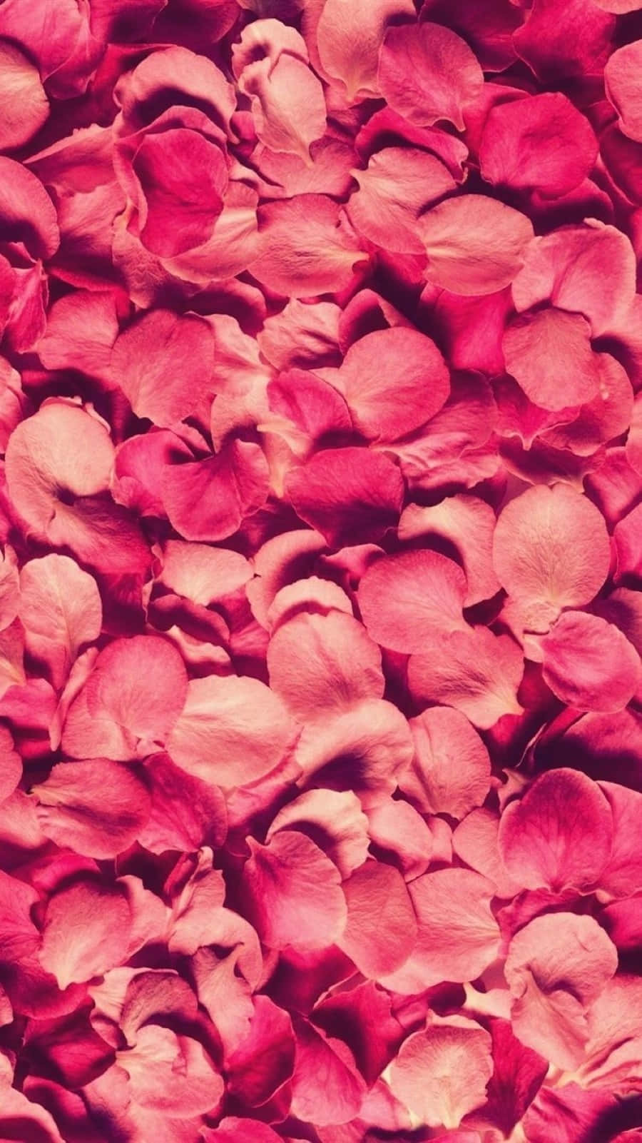 rose petal, vibrant pink, close-up, HD Phone Wallpaper