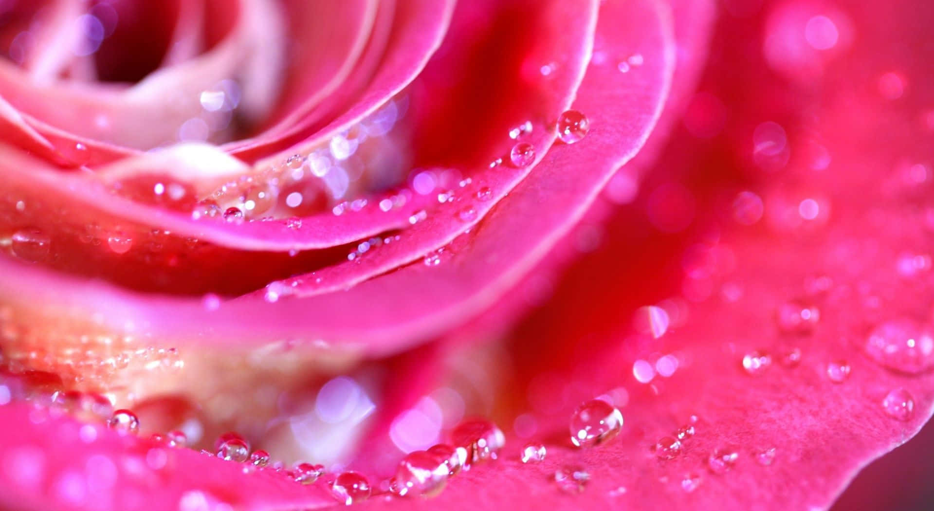 rose petal, vibrant pink rose, glistening water droplets, HD Desktop Wallpaper