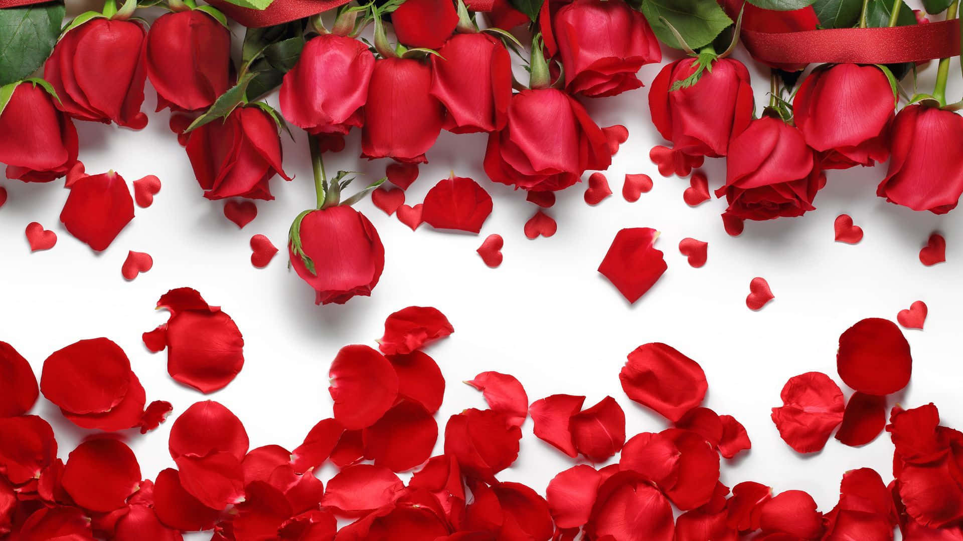 Vibrant Red Rose Petal, rose petal, clean white background, Full HD Desktop Wallpaper