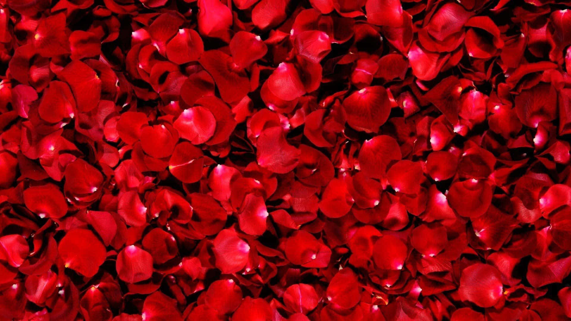 Rose Petal, 1920 x 1080, vibrant red rose petals, Full HD Desktop Wallpaper