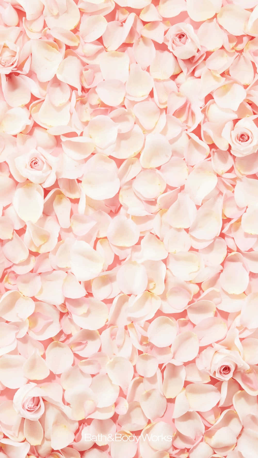 rose petal, soft pink, scattered blooms, HD Phone Wallpaper