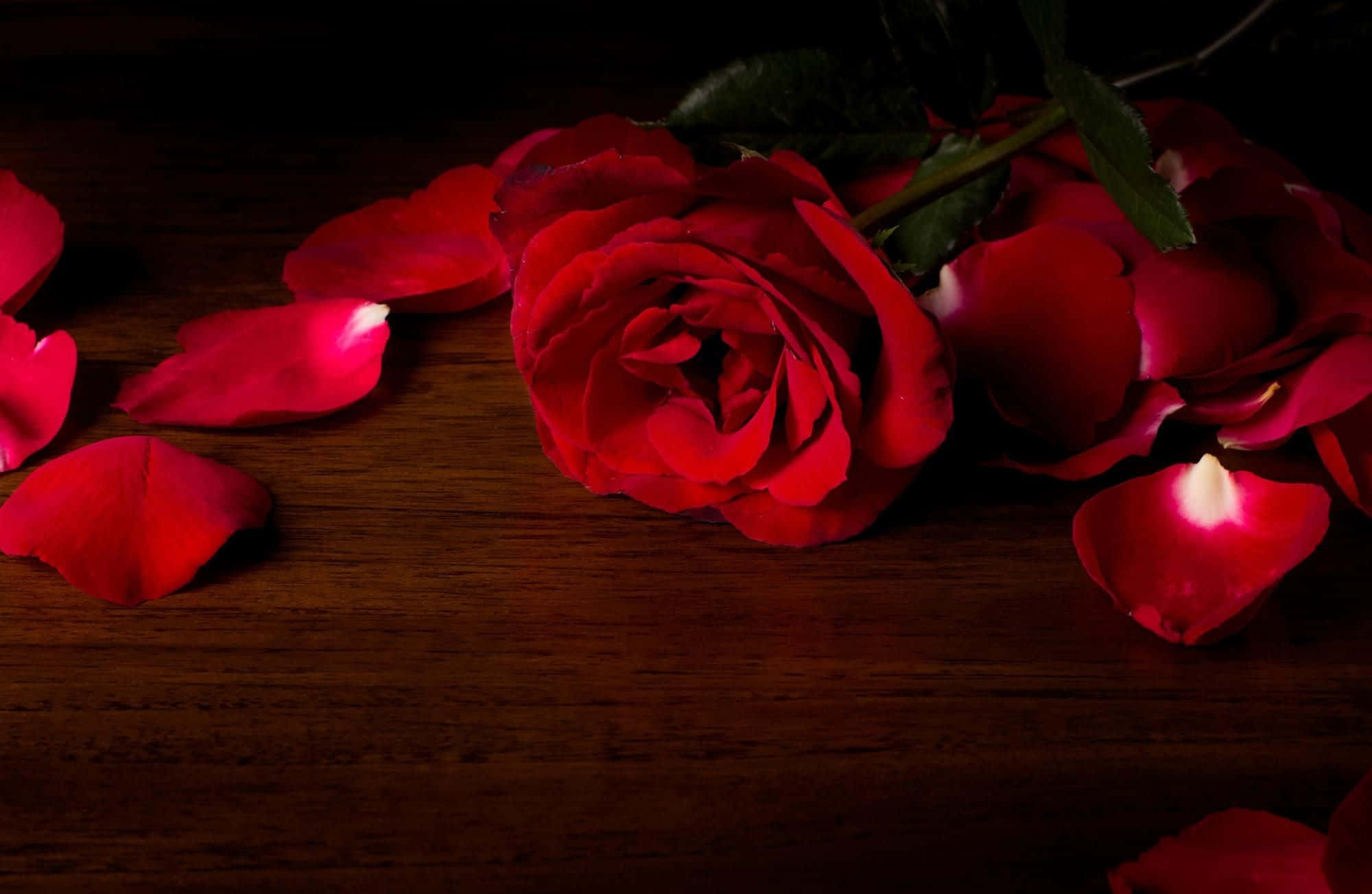 Rose Petal 2000, red rose petal, dark wooden surface, Full HD Desktop Wallpaper