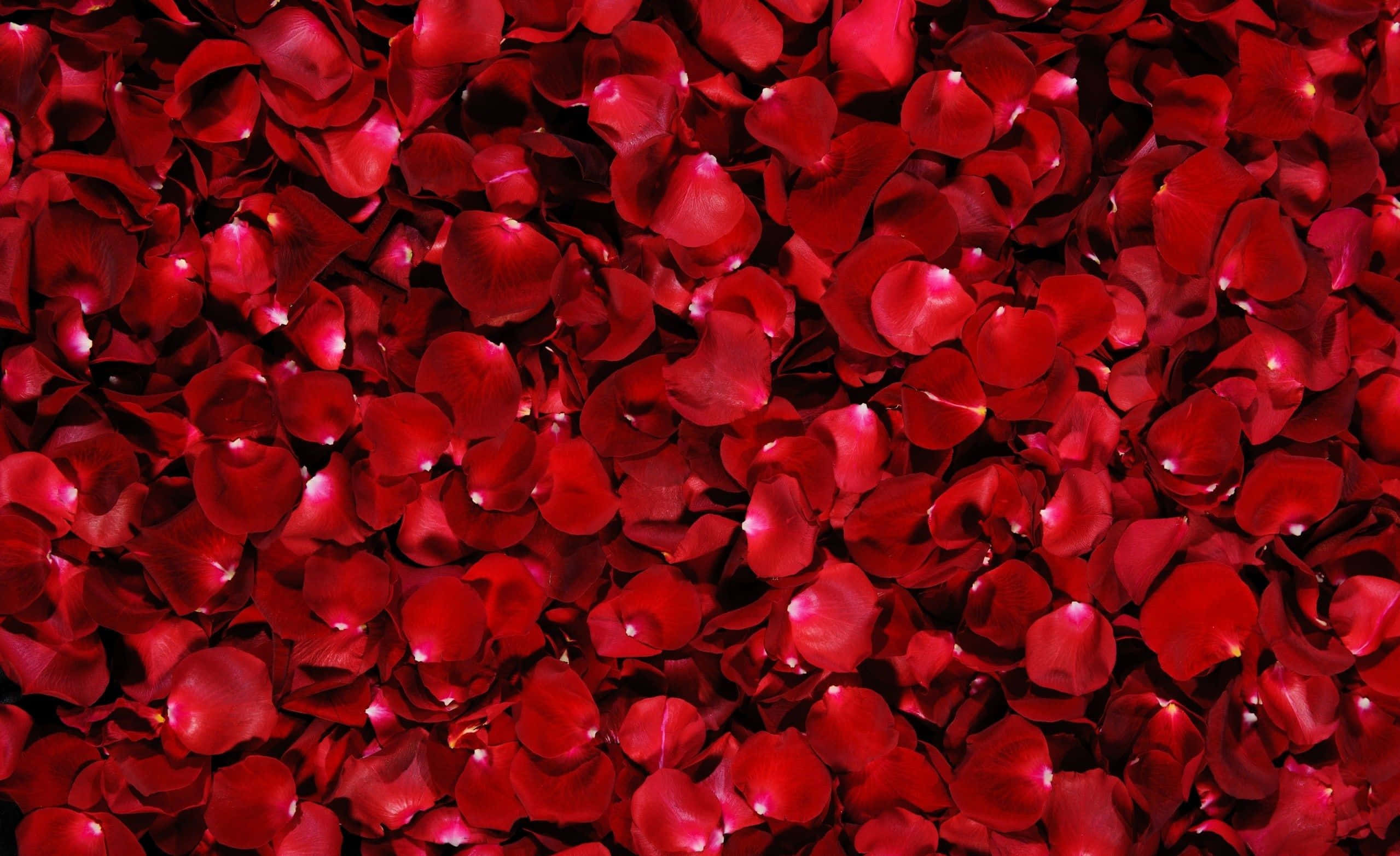 rose petal, vibrant red rose, delicate petals, Full HD Desktop Wallpaper