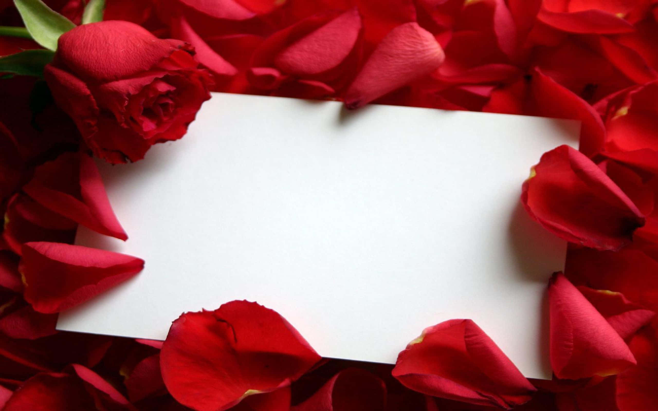 Rose Petal, deep red rose petals, blooming rose, 2K Desktop Wallpaper