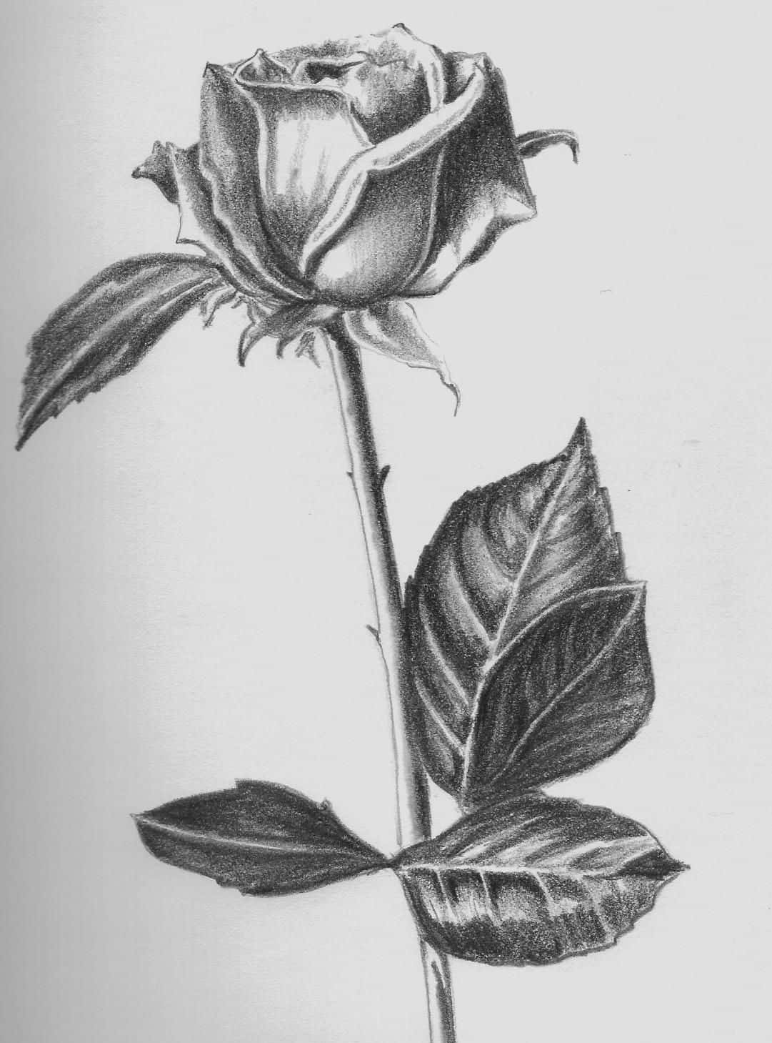 Rose Symbol, pencil sketch, single rose, HD Phone Wallpaper