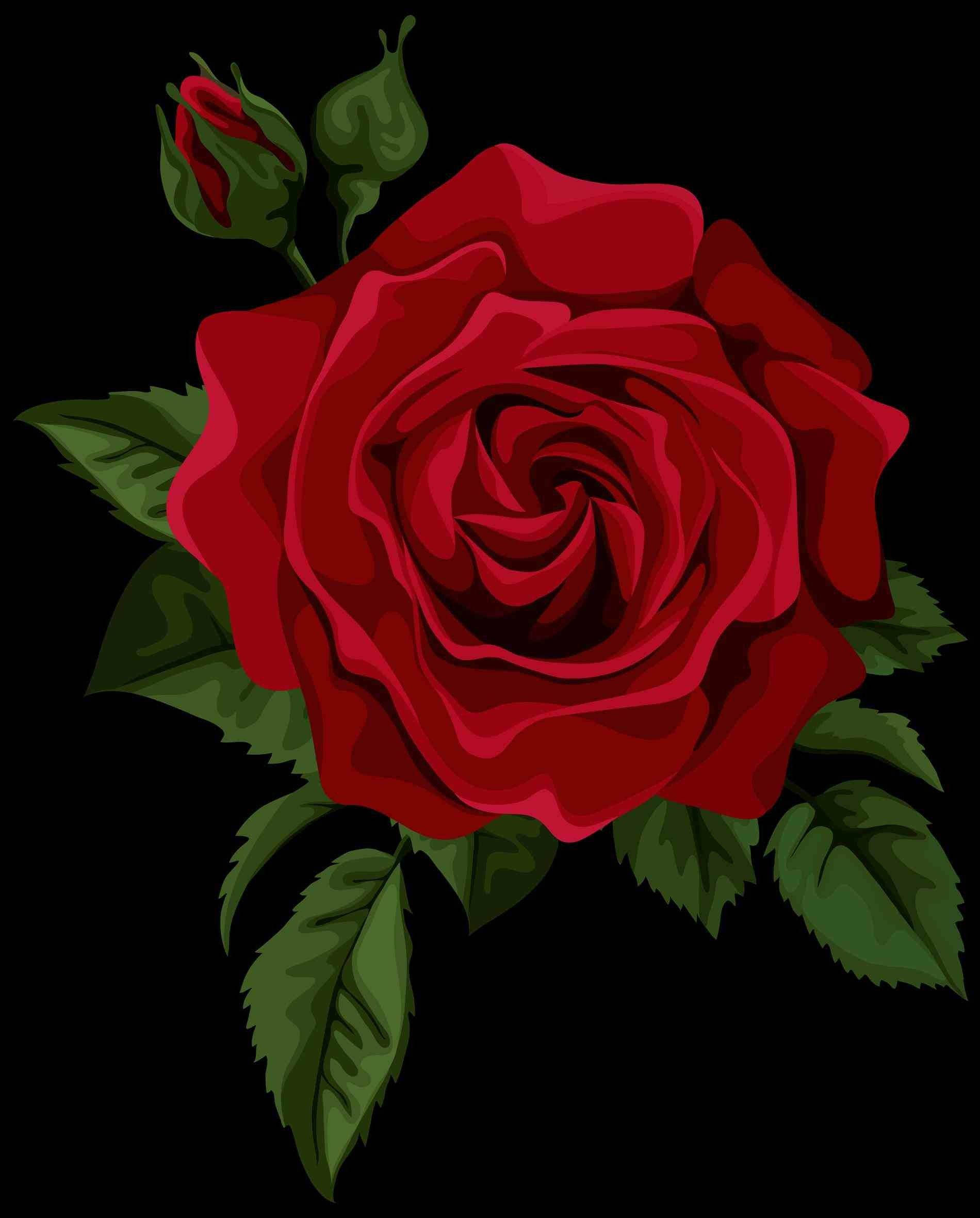 single red rose, vibrant red rose, lush green leaves, Full HD Phone Wallpaper