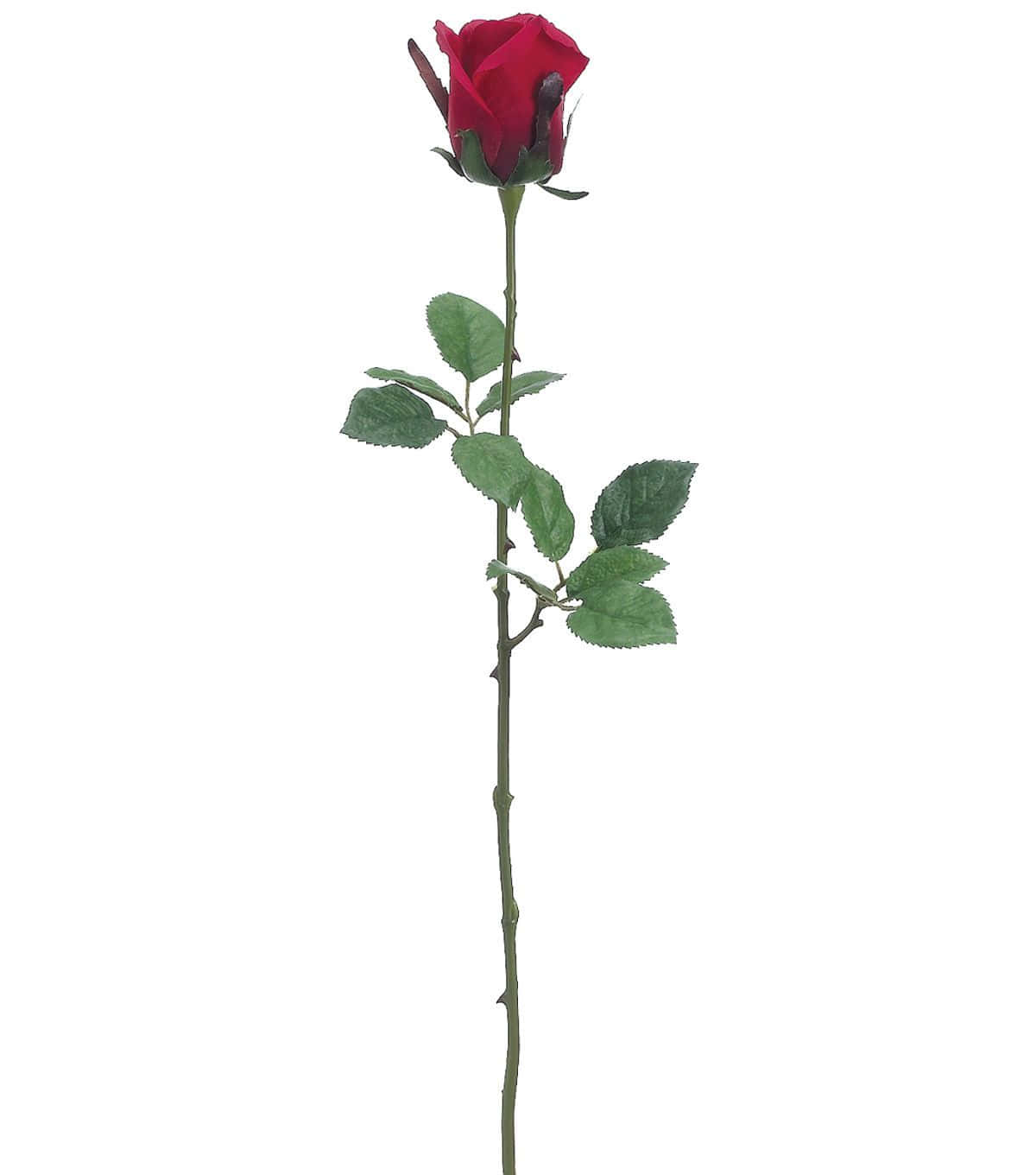 single red rose, vibrant red, green leaves, HD Phone Wallpaper