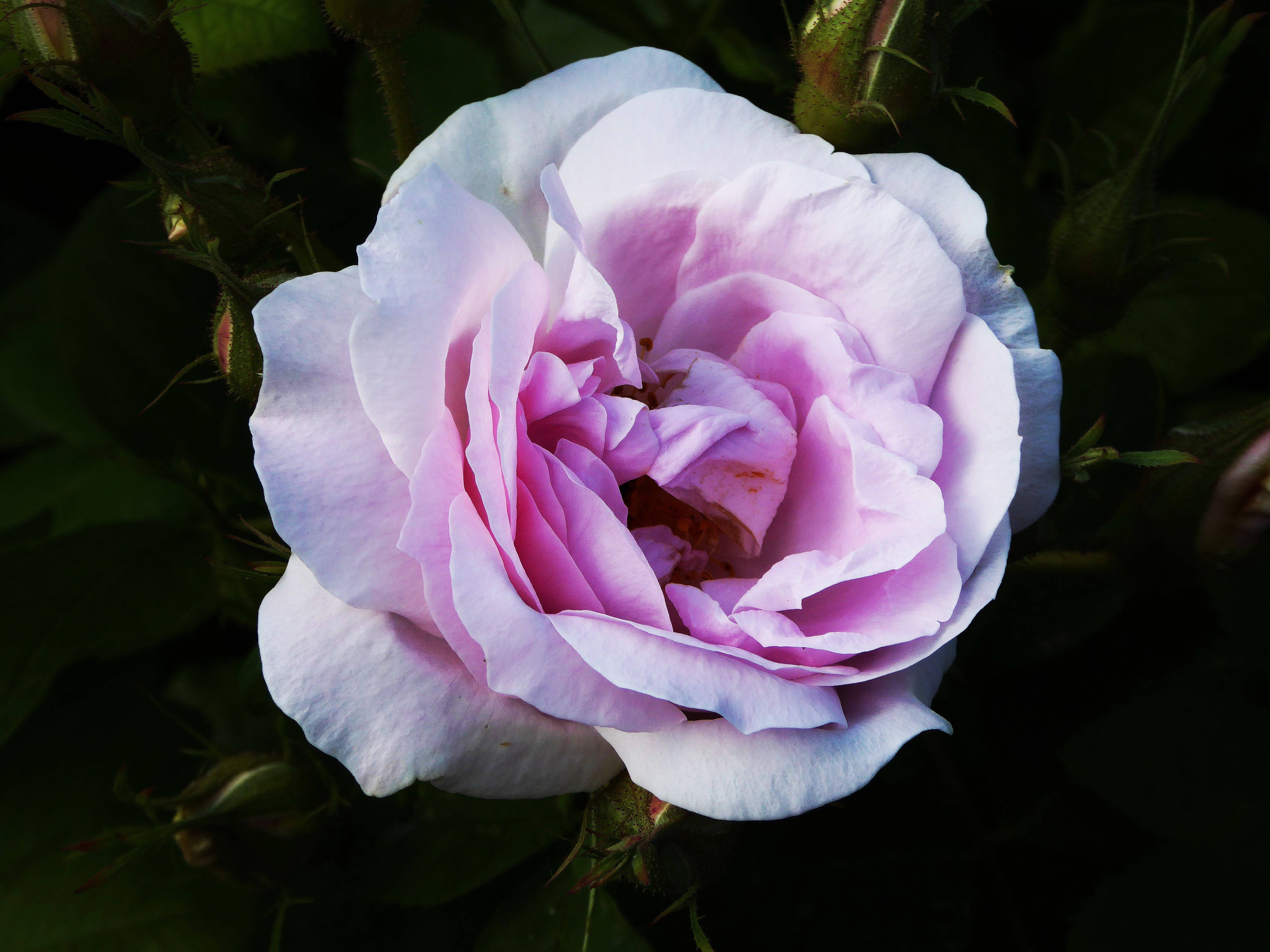 rose bud, light purple rose, dark green foliage, 4K Desktop Wallpaper