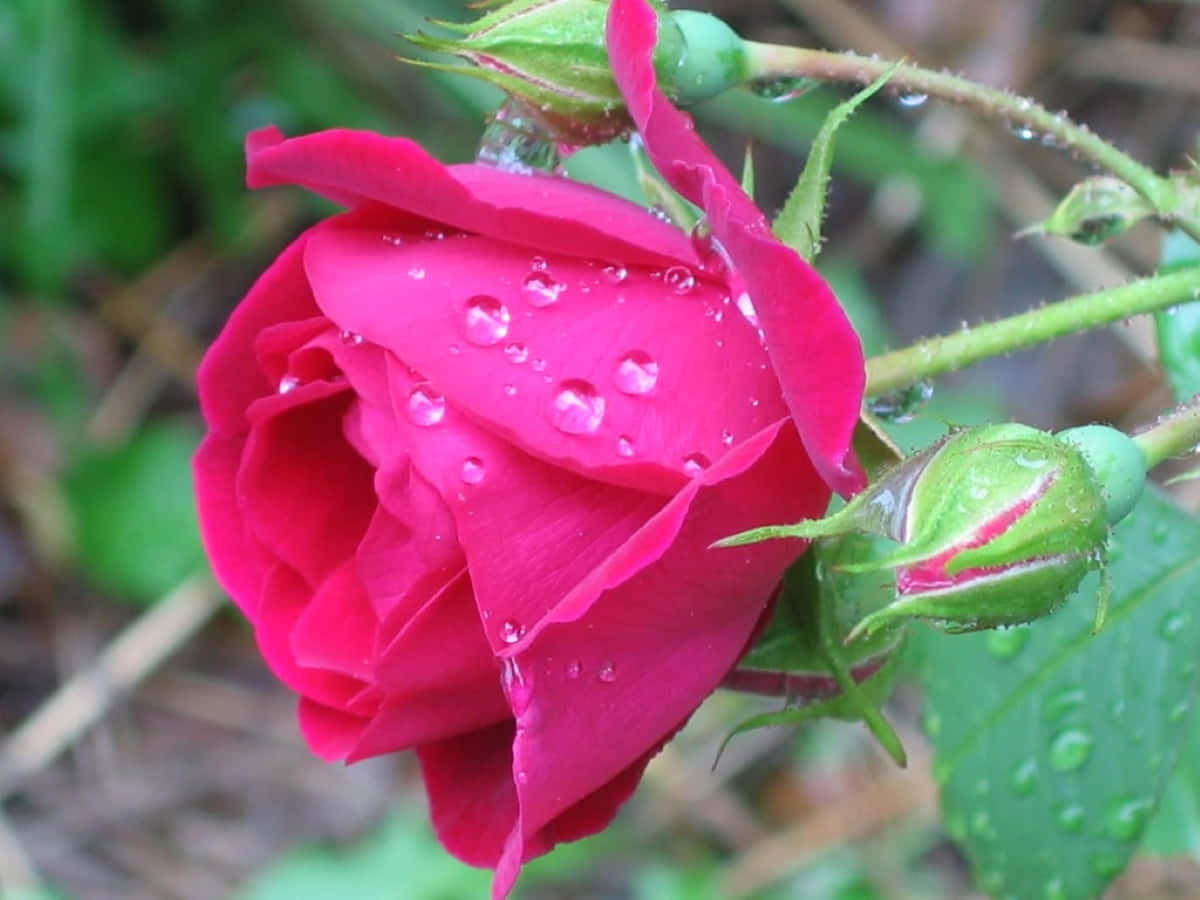 rose in rain, Raindrops on a Rose, vibrant pink rose, SD Desktop Wallpaper