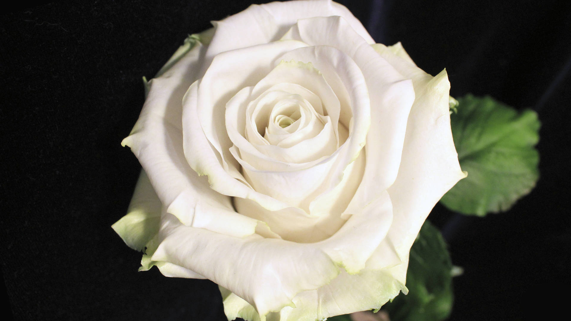fluorescent white rose, black background, delicate layered petals, Full HD Desktop Wallpaper