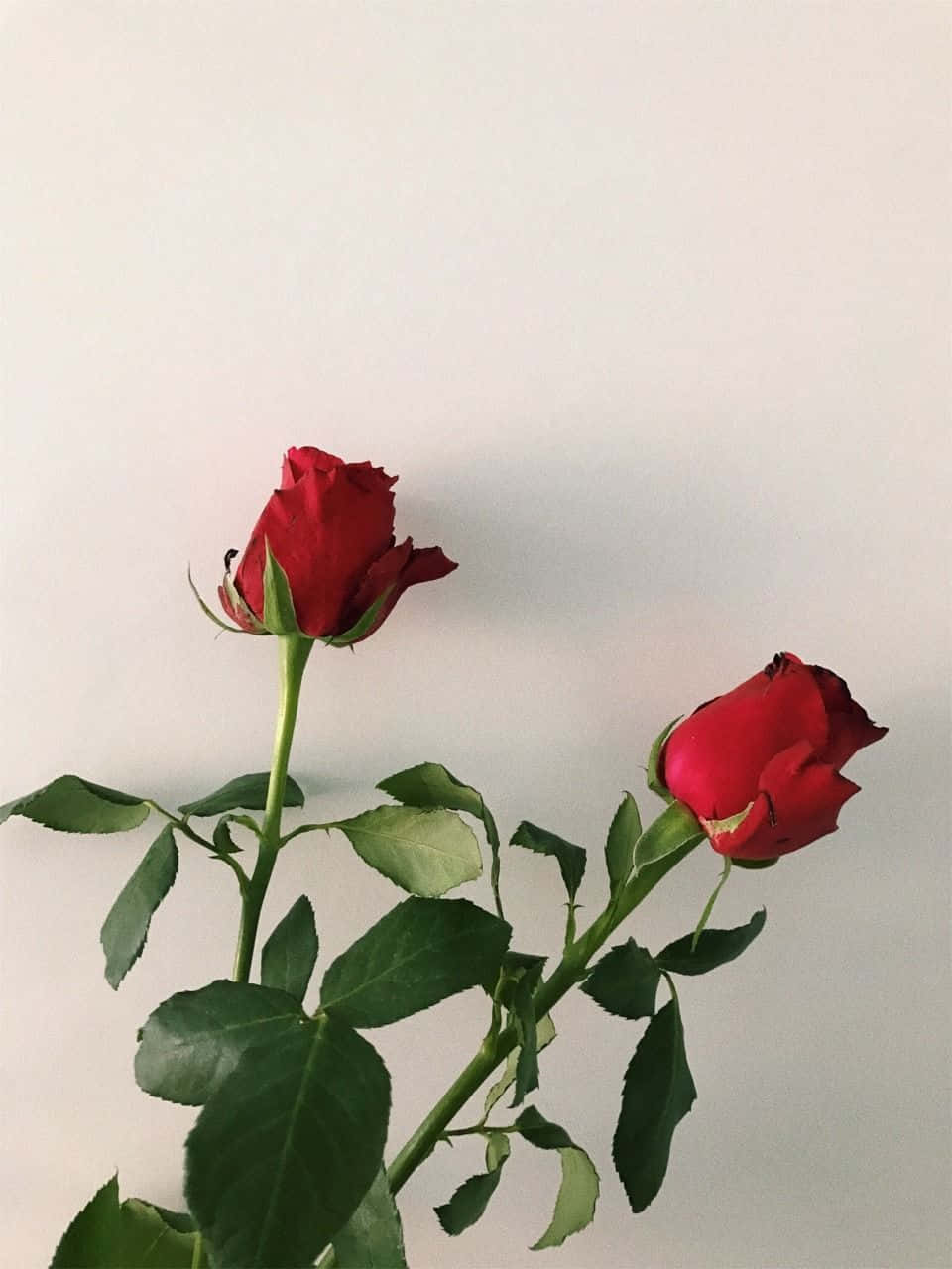 red rose aesthetic, A Field of Red Roses, vibrant red roses, HD Phone Wallpaper