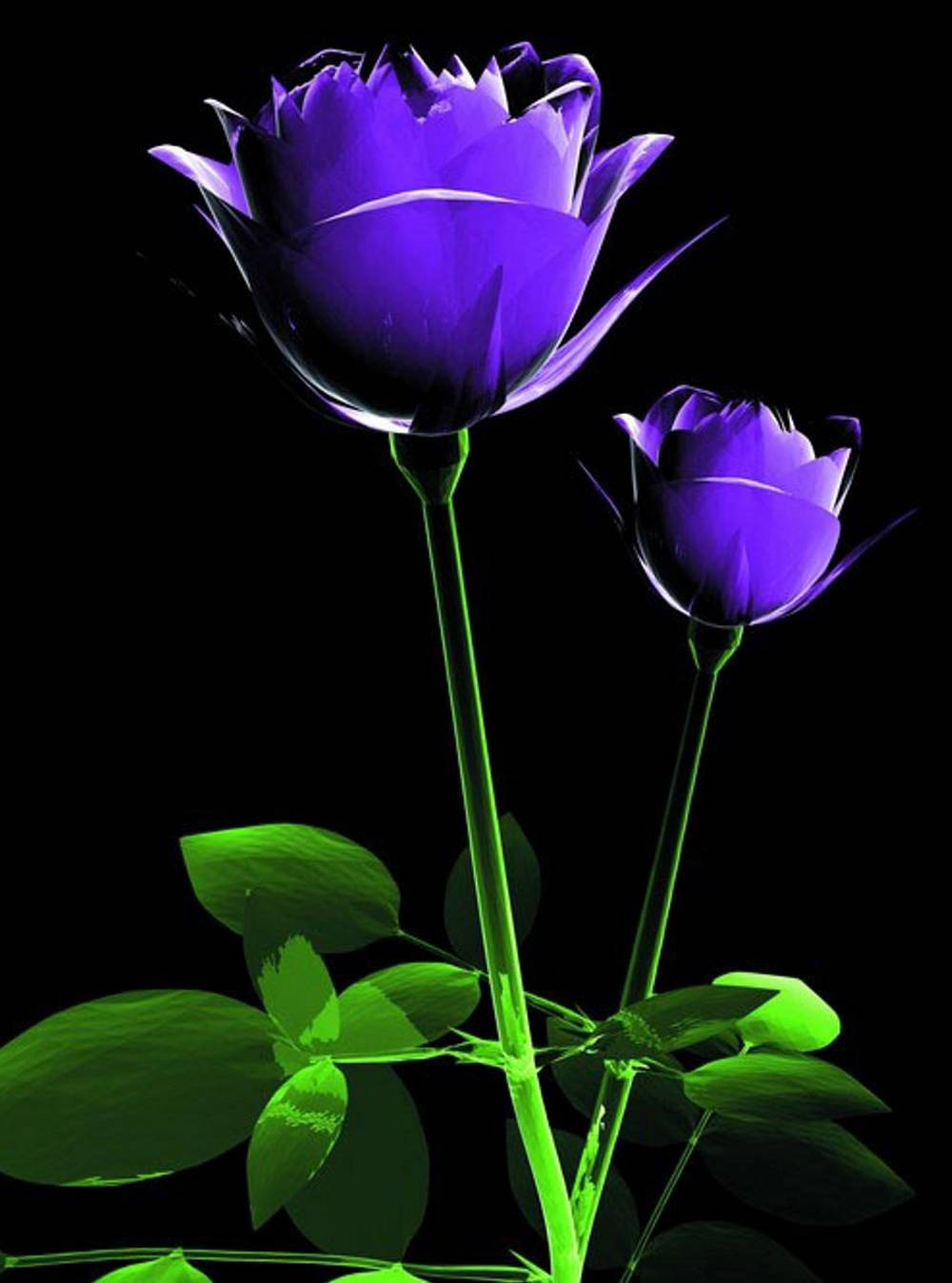 Purple Rose, neon green, black background, HD Phone Wallpaper