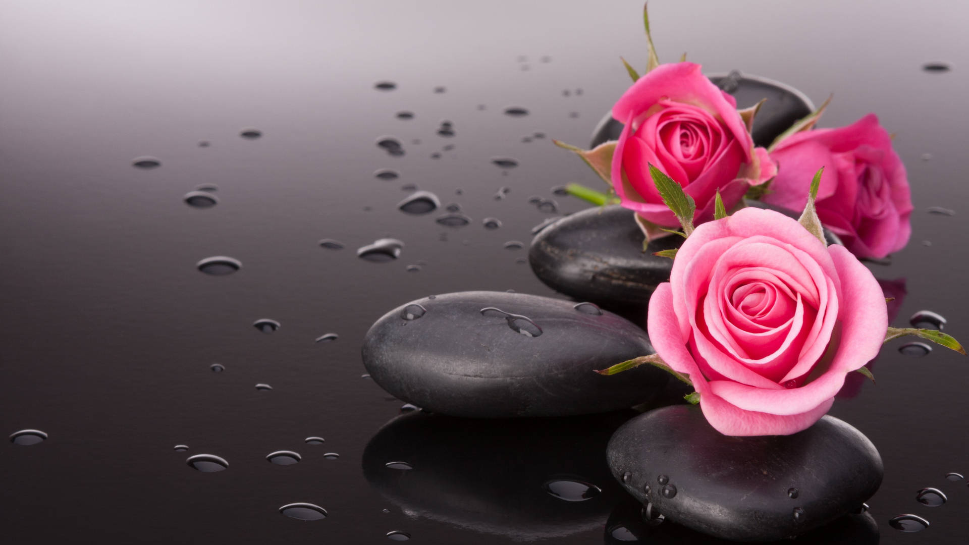 pebbles and pink flower pc, pink roses, black stones, Full HD Desktop Wallpaper
