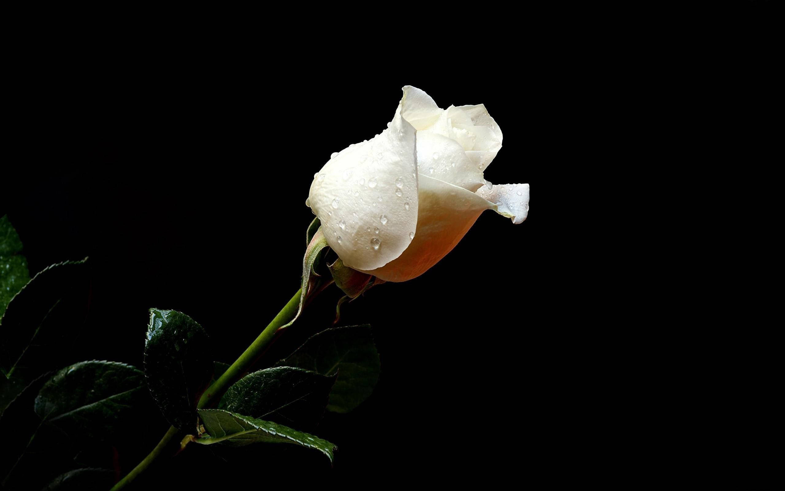 white rose, dew drops, stark black background, 2K Desktop Wallpaper