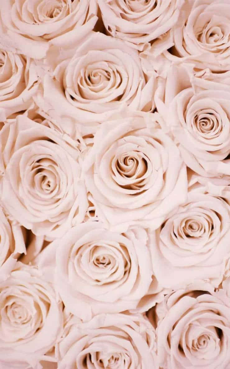pink roses, blush pink roses, delicate layered petals, SD Phone Wallpaper