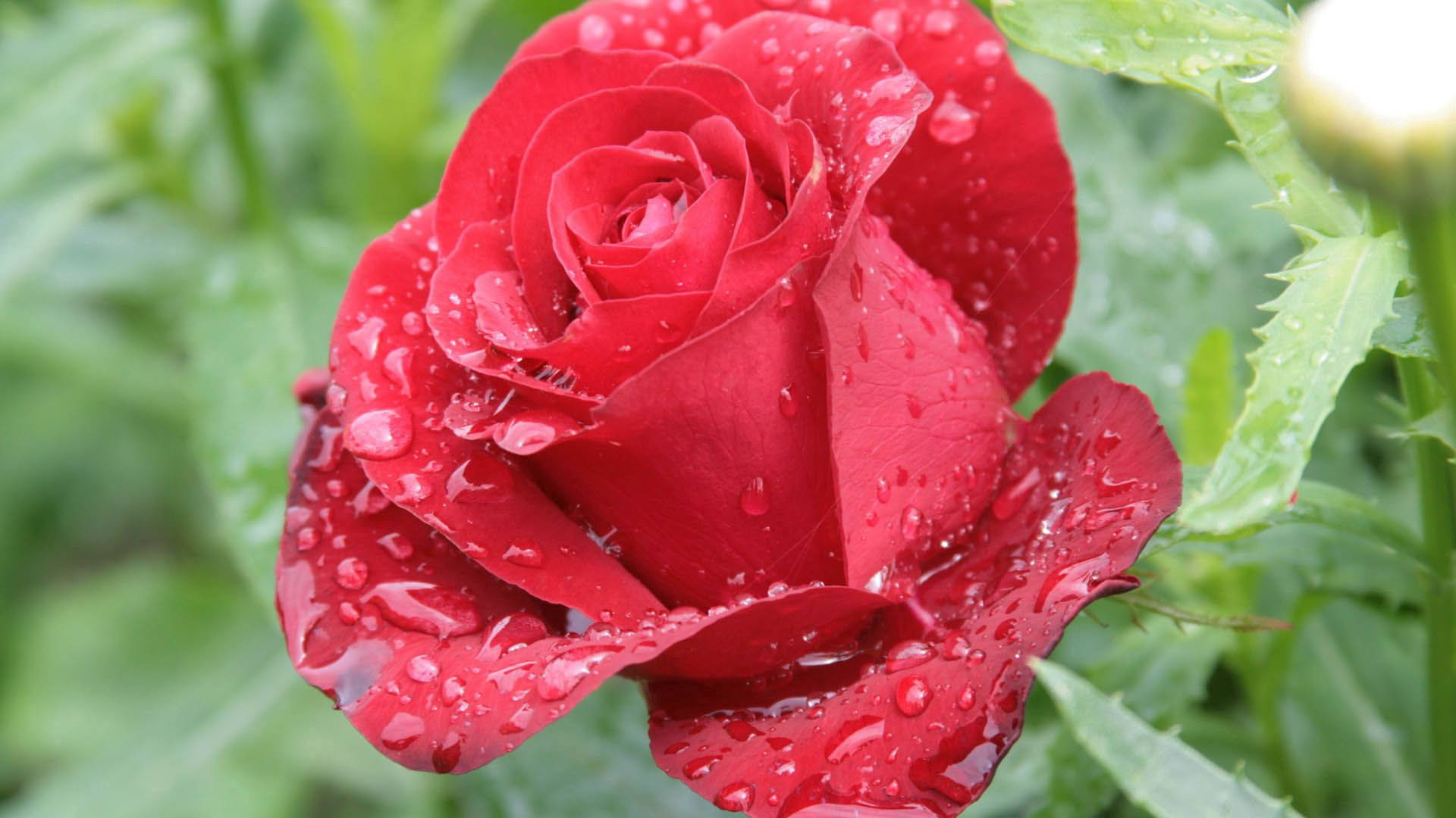 rose petals, dewdrops, vibrant red rose, Full HD Desktop Wallpaper