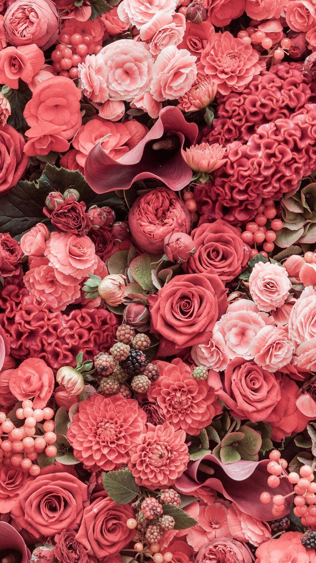 pink rose, red rose, dahlia, Full HD Phone Wallpaper