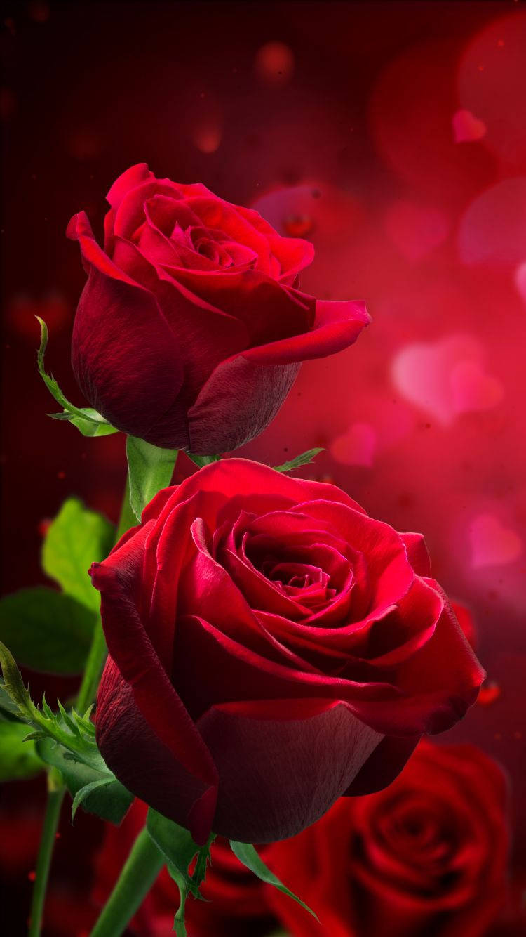 red rose, dreamy red bokeh background, floating heart shapes, HD Phone Wallpaper