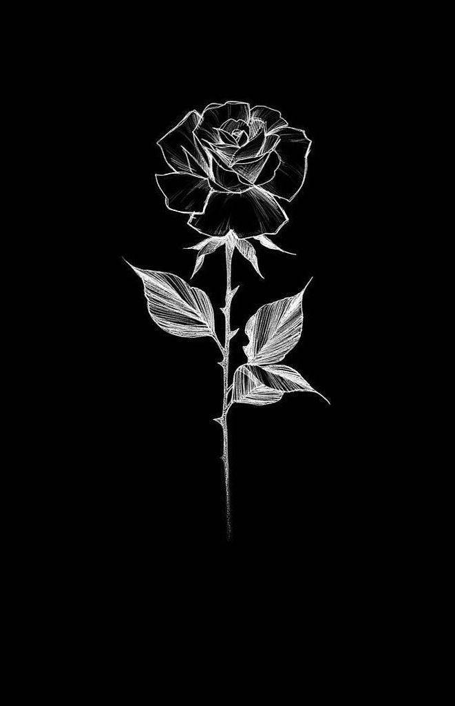 black rose, white rose, detailed leaves, SD Phone Wallpaper