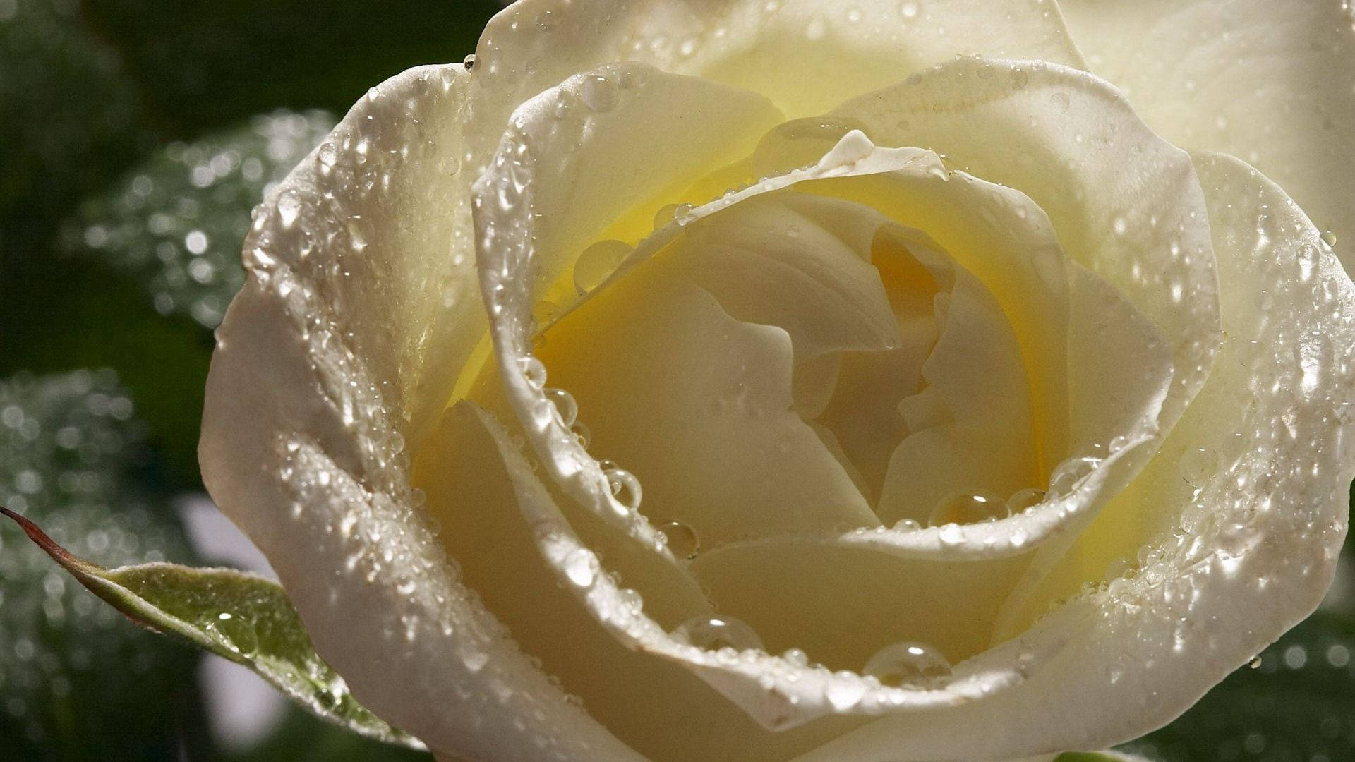 white petaled rose, creamy white rose, glistening water droplets, Full HD Desktop Wallpaper