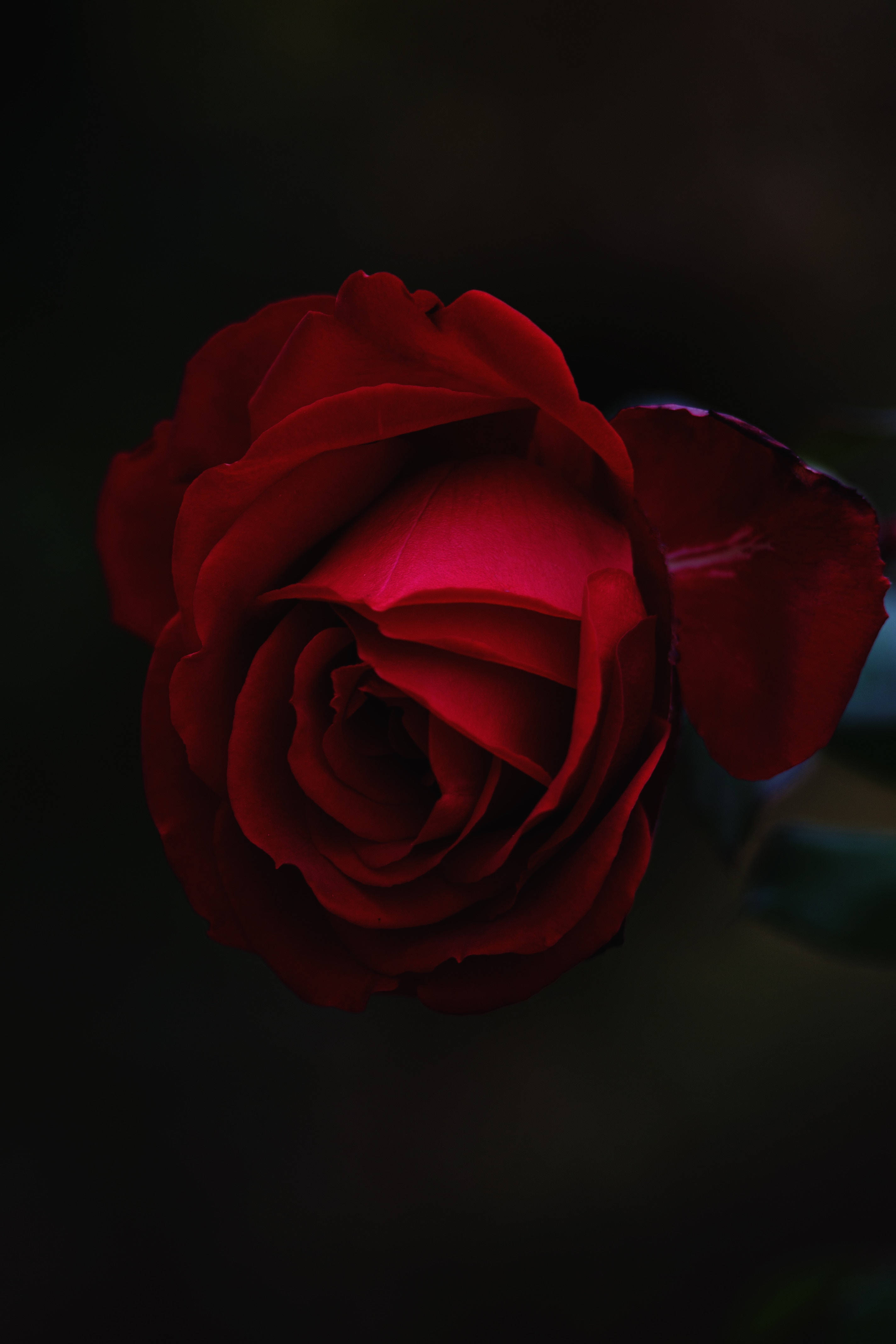 rose bud, deep red, velvety petals, 4K Phone Wallpaper