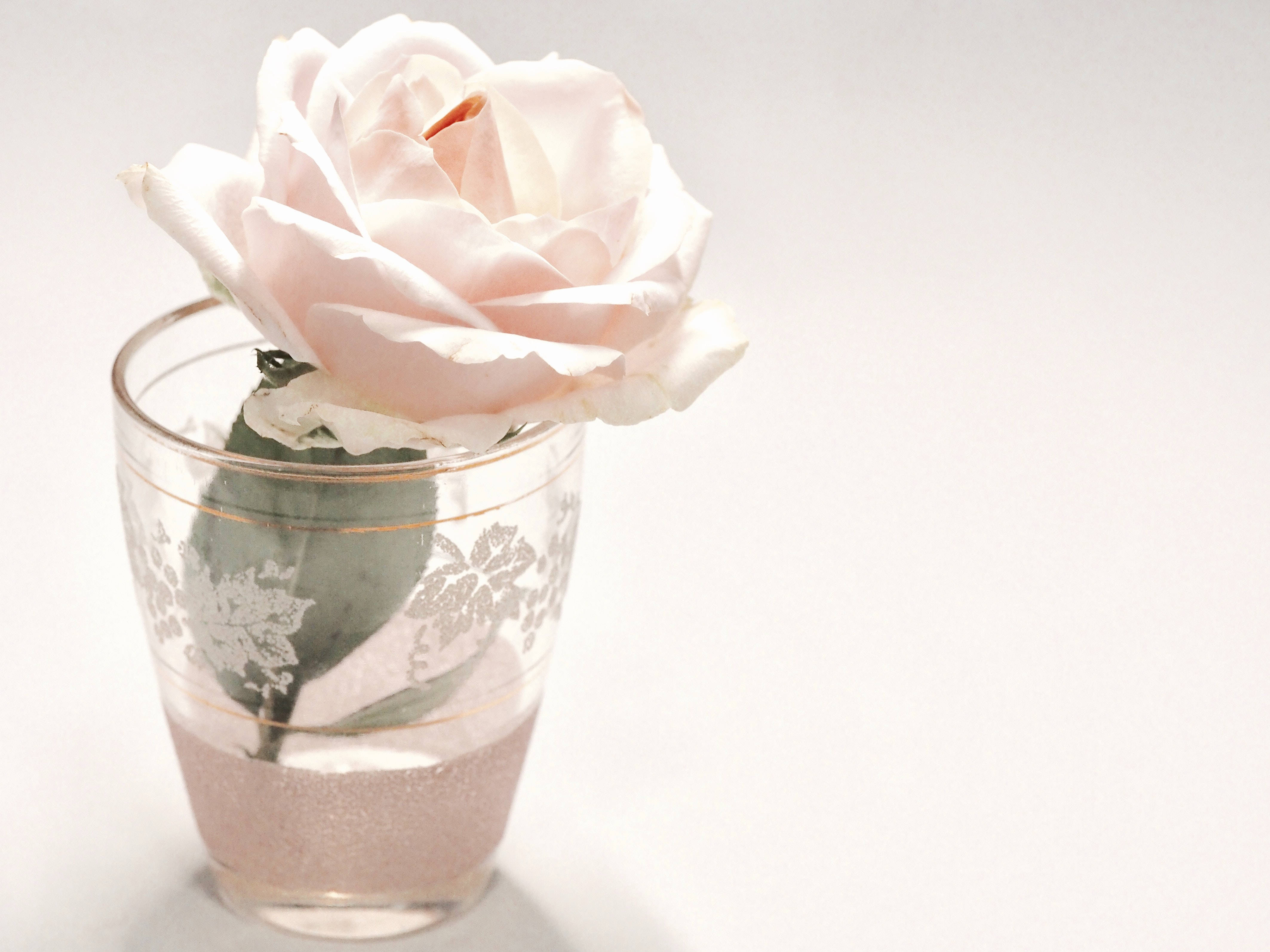 white rose, vintage glass vase, glittery water, 4K Desktop Wallpaper