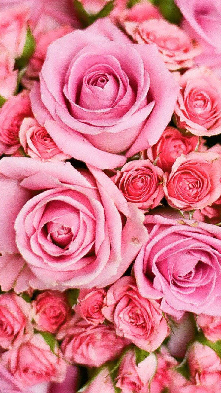 pink rose, iPhone background, soft pink roses, HD Phone Wallpaper