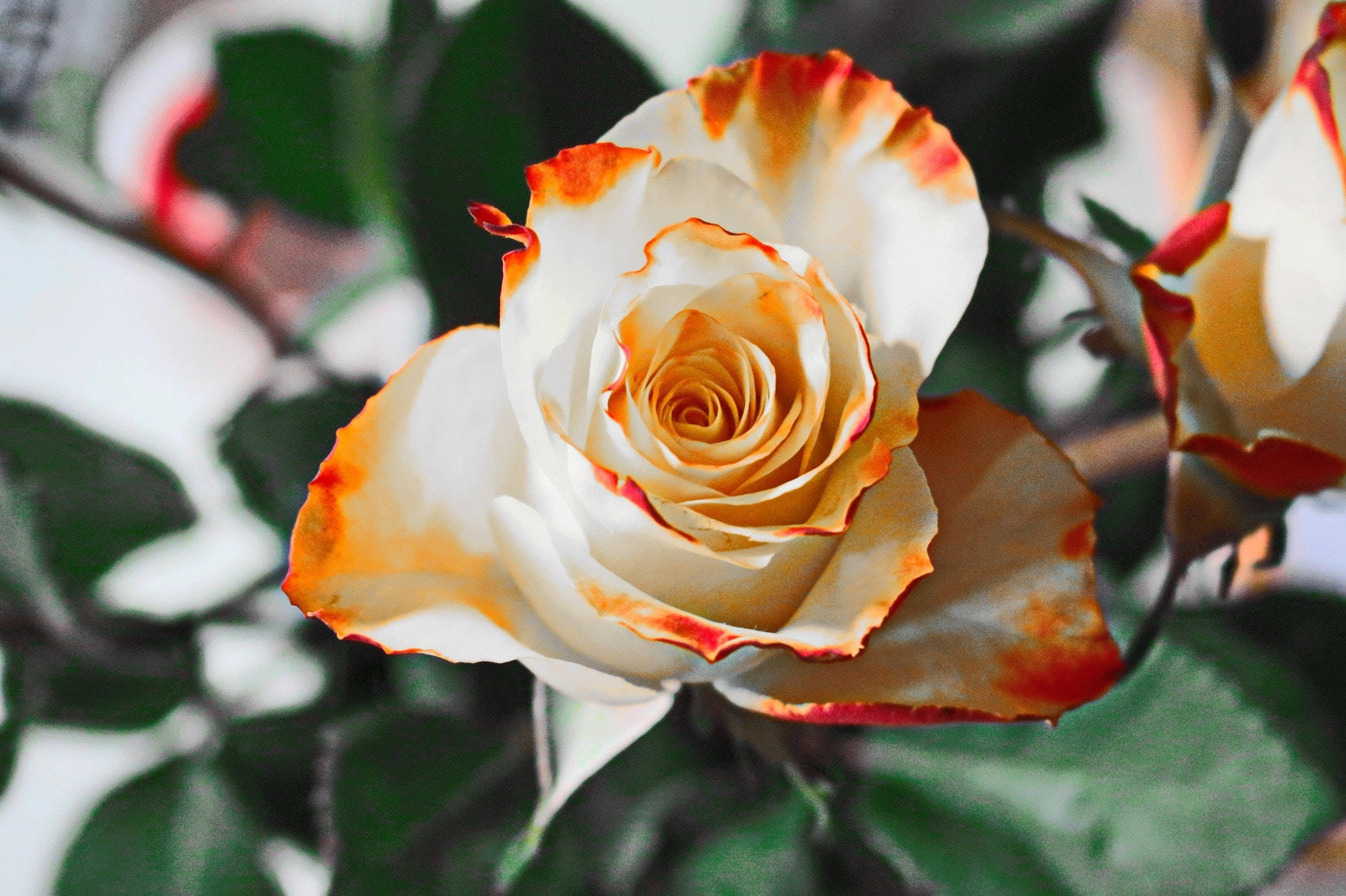artificial white rose, white rose, fiery orange-red edges, Full HD Desktop Wallpaper
