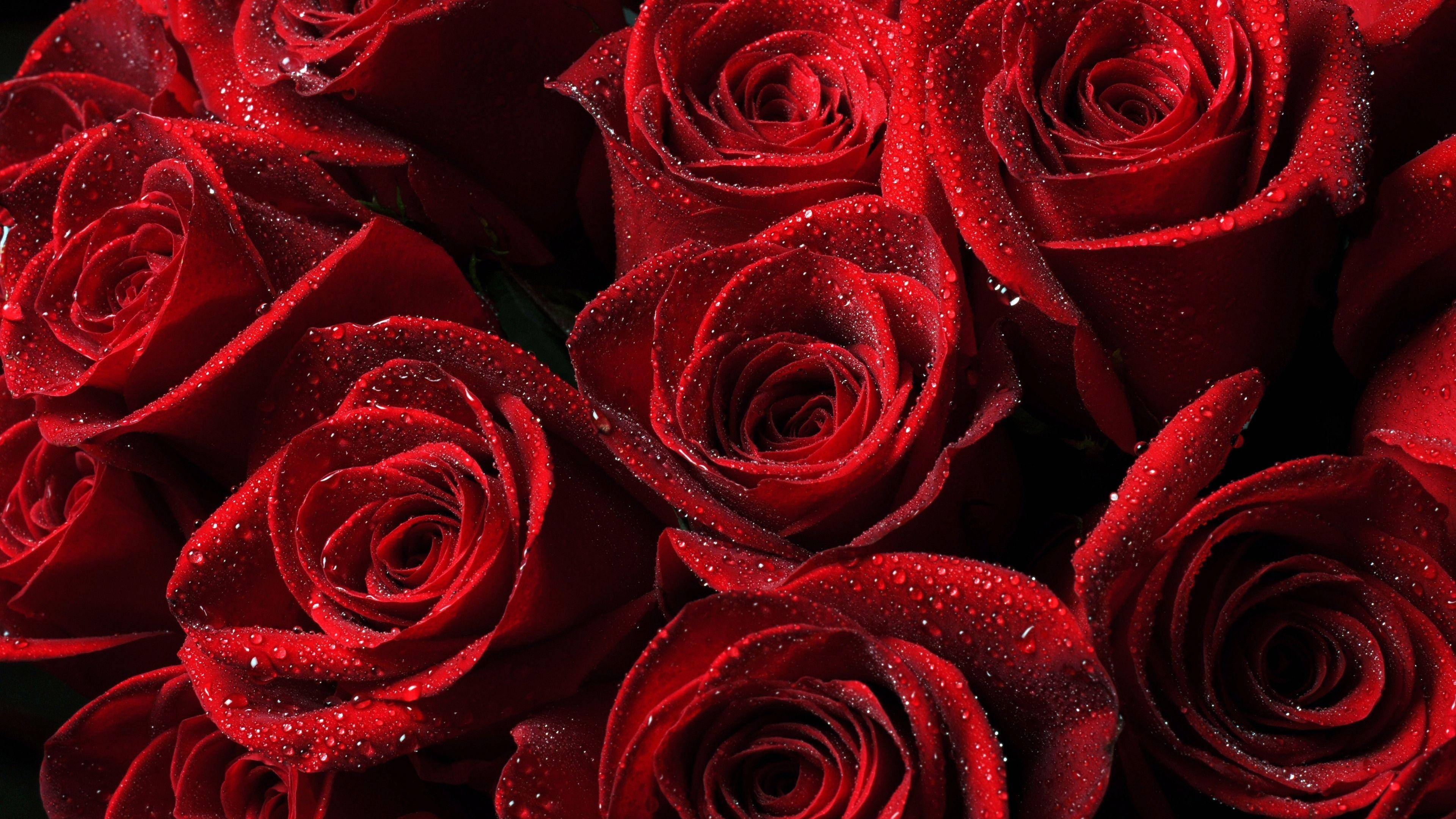 4K UHD, wet red roses, dewdrops, 4K Desktop Wallpaper