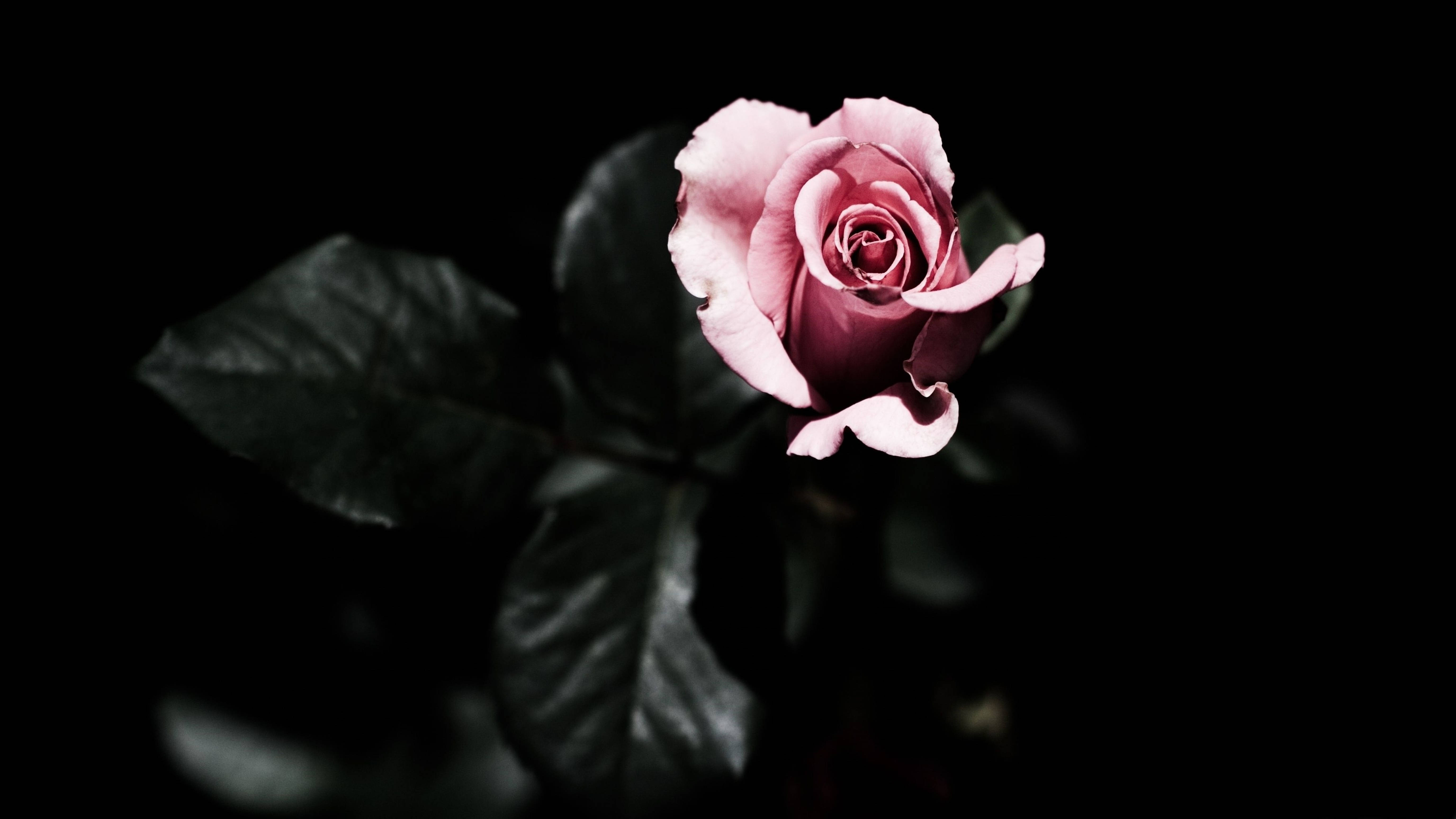4K, pink rose, stark black background, 5K Desktop Wallpaper