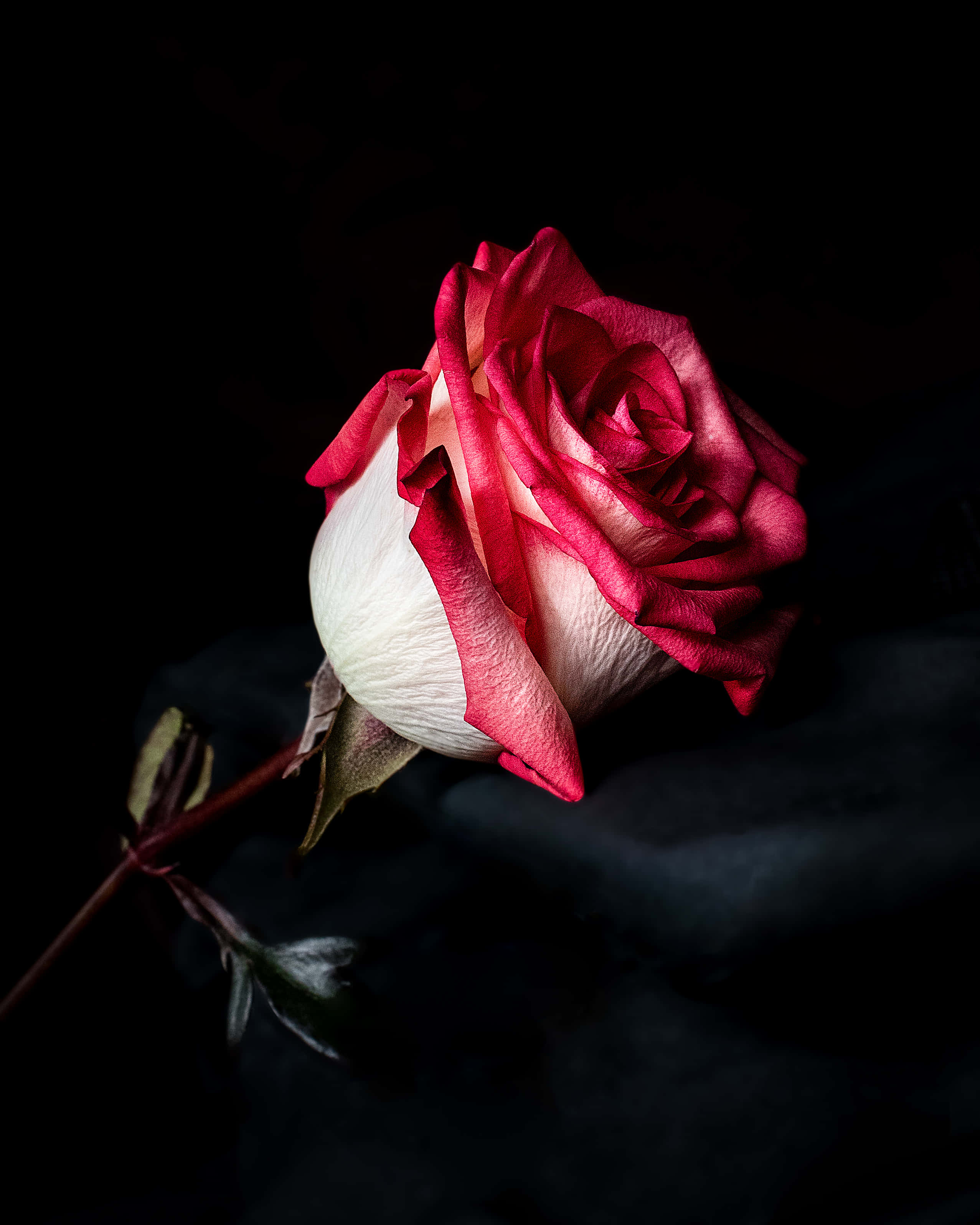 red and white roses, deep black background, soft directional light, 2K Phone Wallpaper