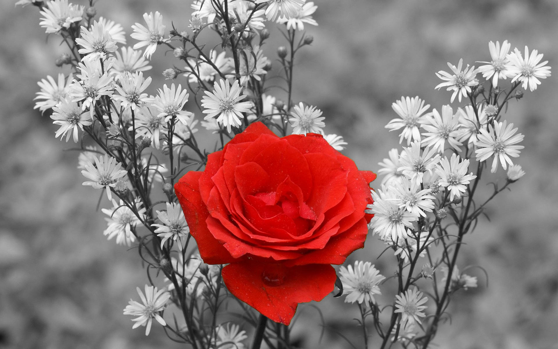 red rose, white flowers, monochrome daisies, Full HD Desktop Wallpaper