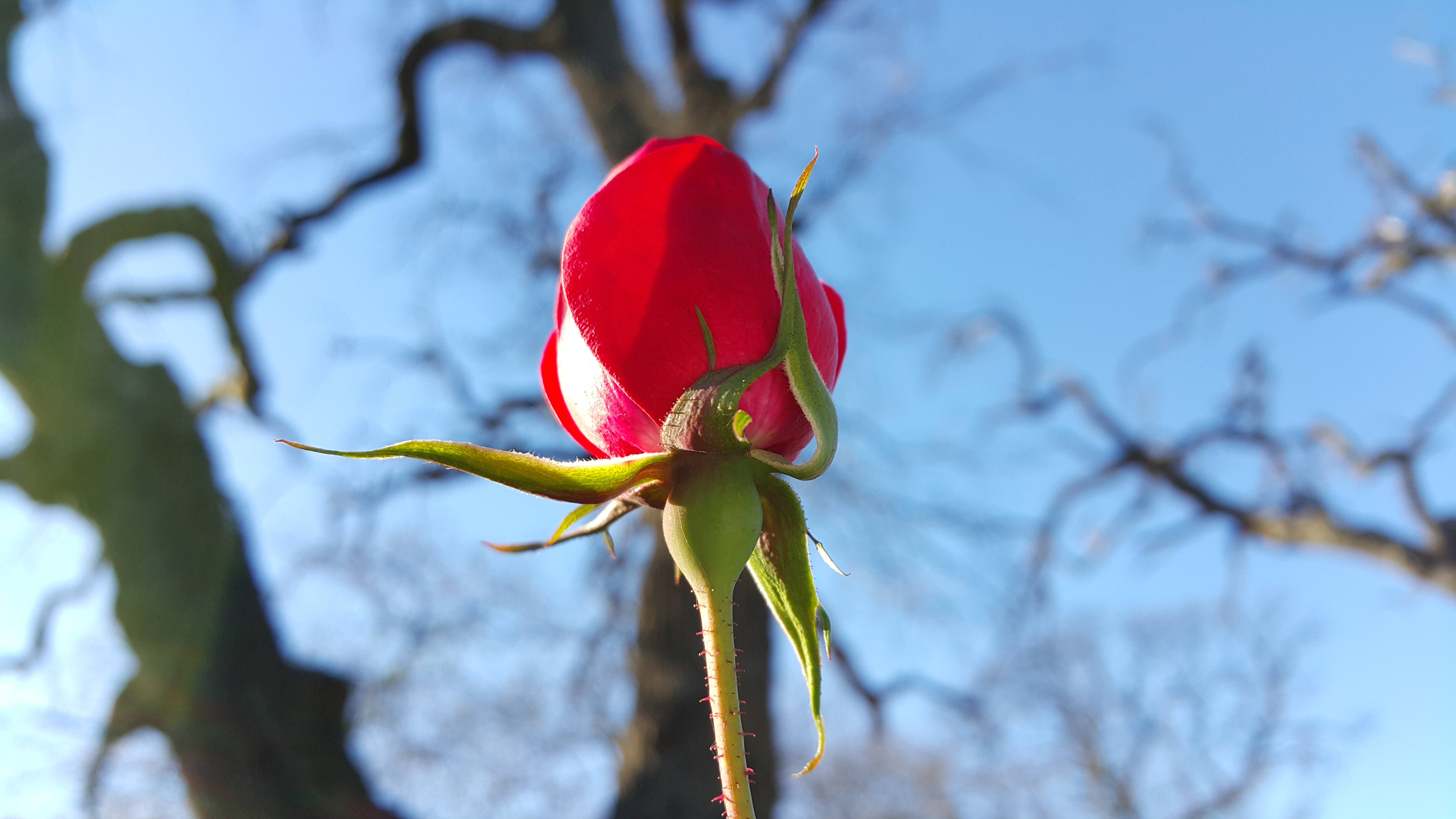 red rose, leafless tree branches, clear blue sky, 5K Desktop Wallpaper