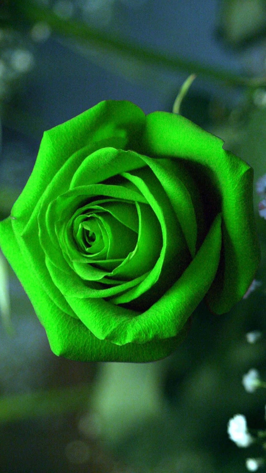 rose, neon green, full bloom, Full HD Phone Wallpaper