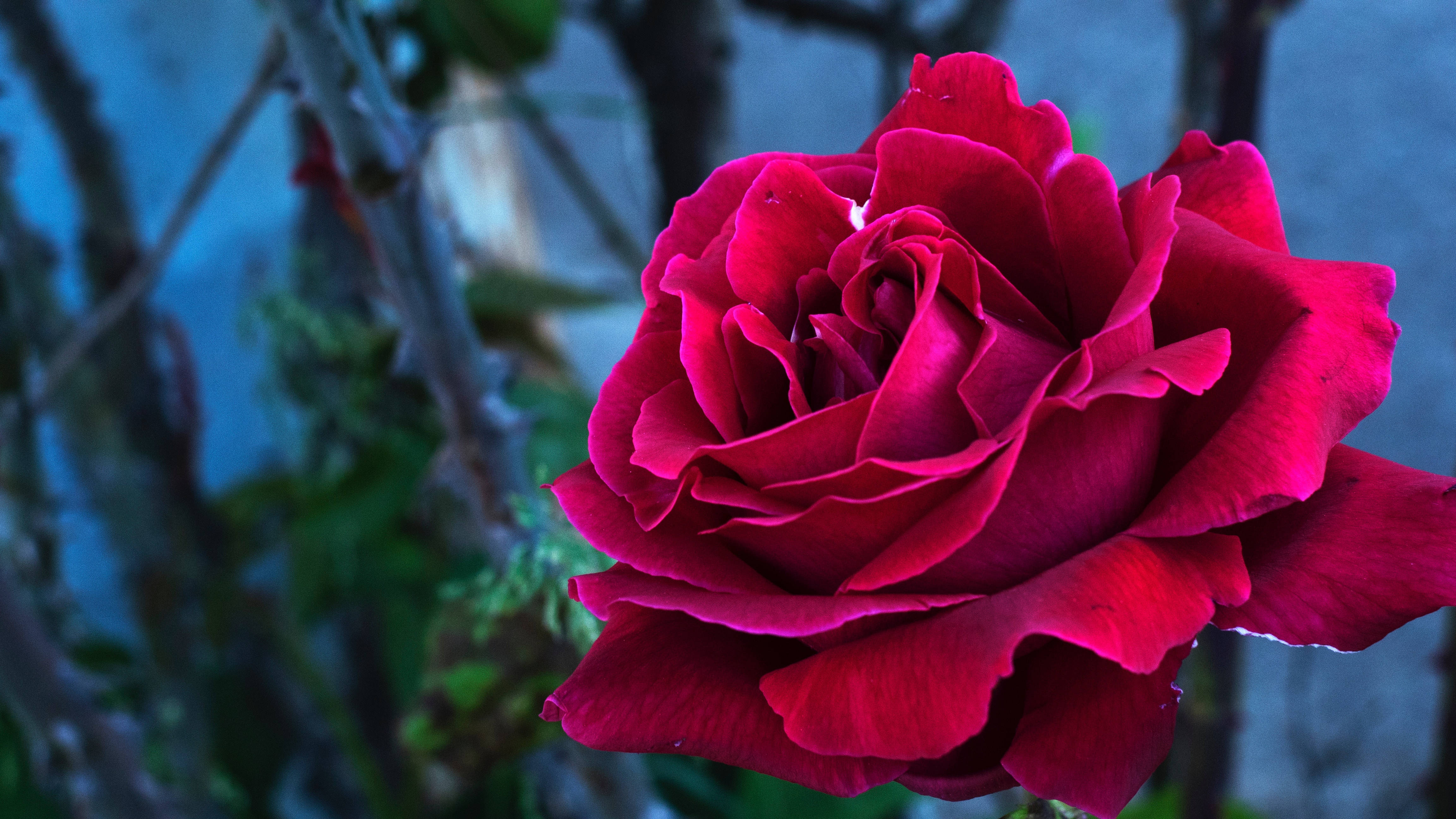 rose bud, pink petals, deep red rose, 4K Desktop Wallpaper