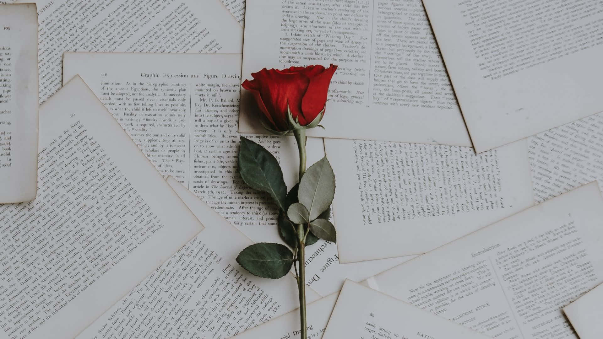 rose laptop, red rose, scattered pages, Full HD Desktop Wallpaper