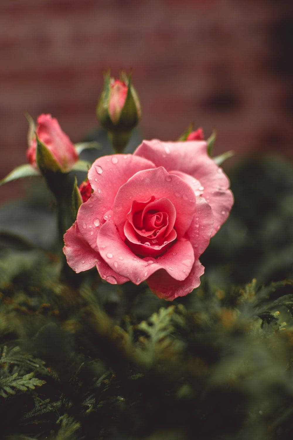 pink garden rose, dew drops, soft blurred brick background, HD Phone Wallpaper