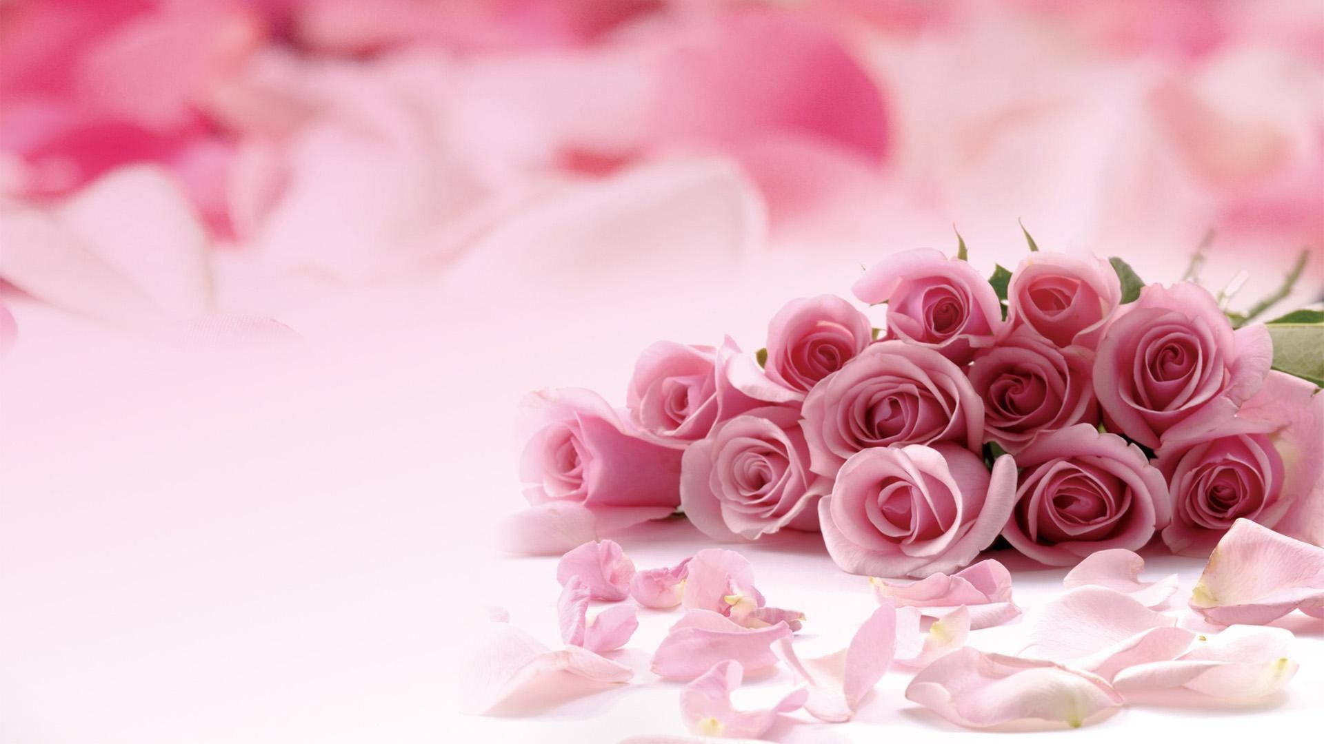 pink rose, white surface, gentle light, Full HD Desktop Wallpaper