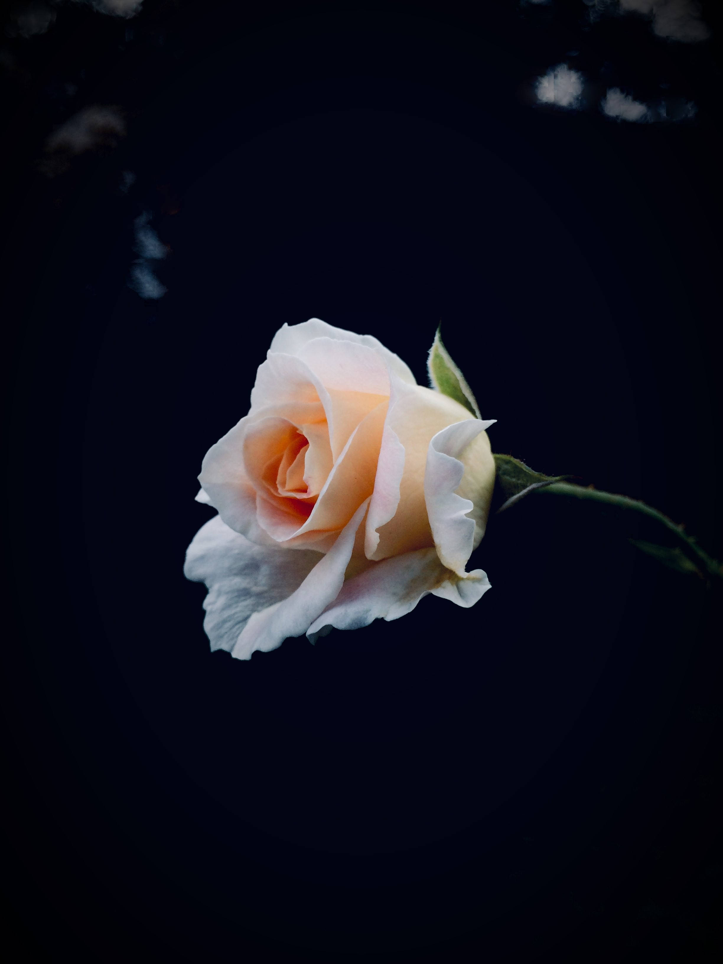 pale peach rose, deep black background, soft bokeh highlights, 2K Phone Wallpaper