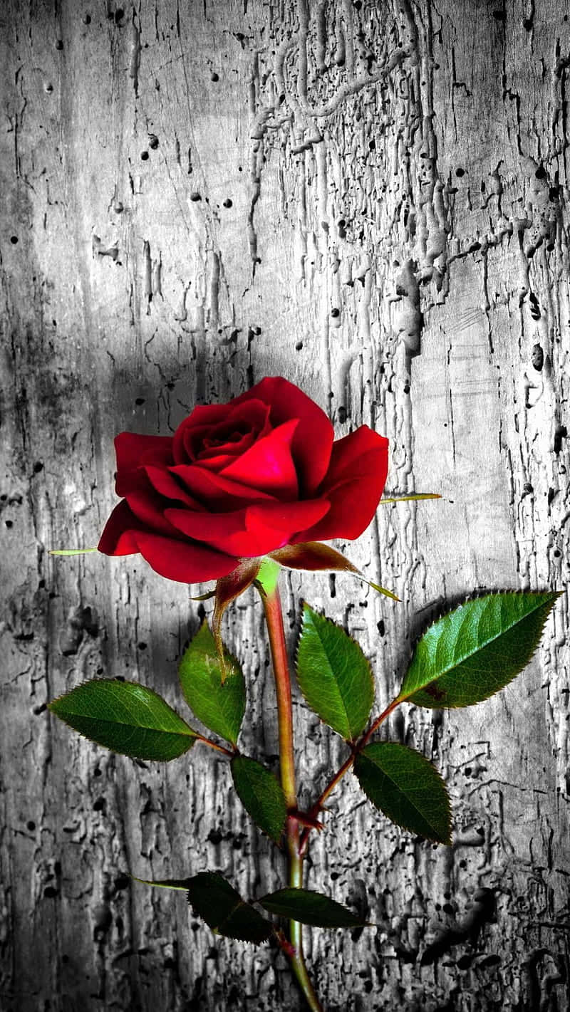 rose, wood, vivid red rose, HD Phone Wallpaper