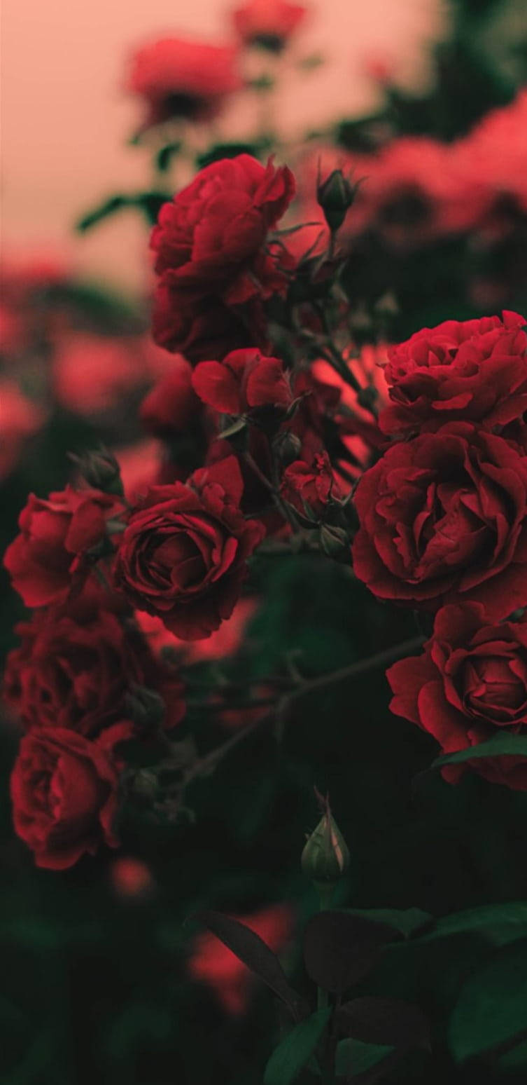 red roses, dusky pink sky, dark green foliage, HD Phone Wallpaper