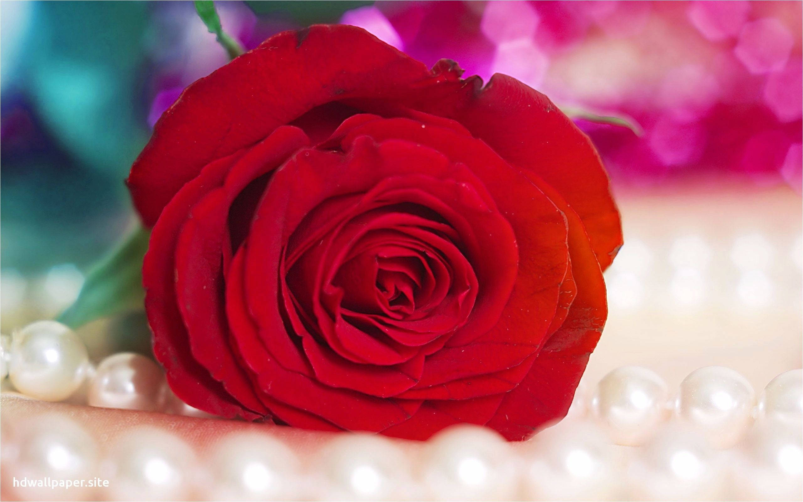 pearl, rose flower, luminous pearls, 2K Desktop Wallpaper