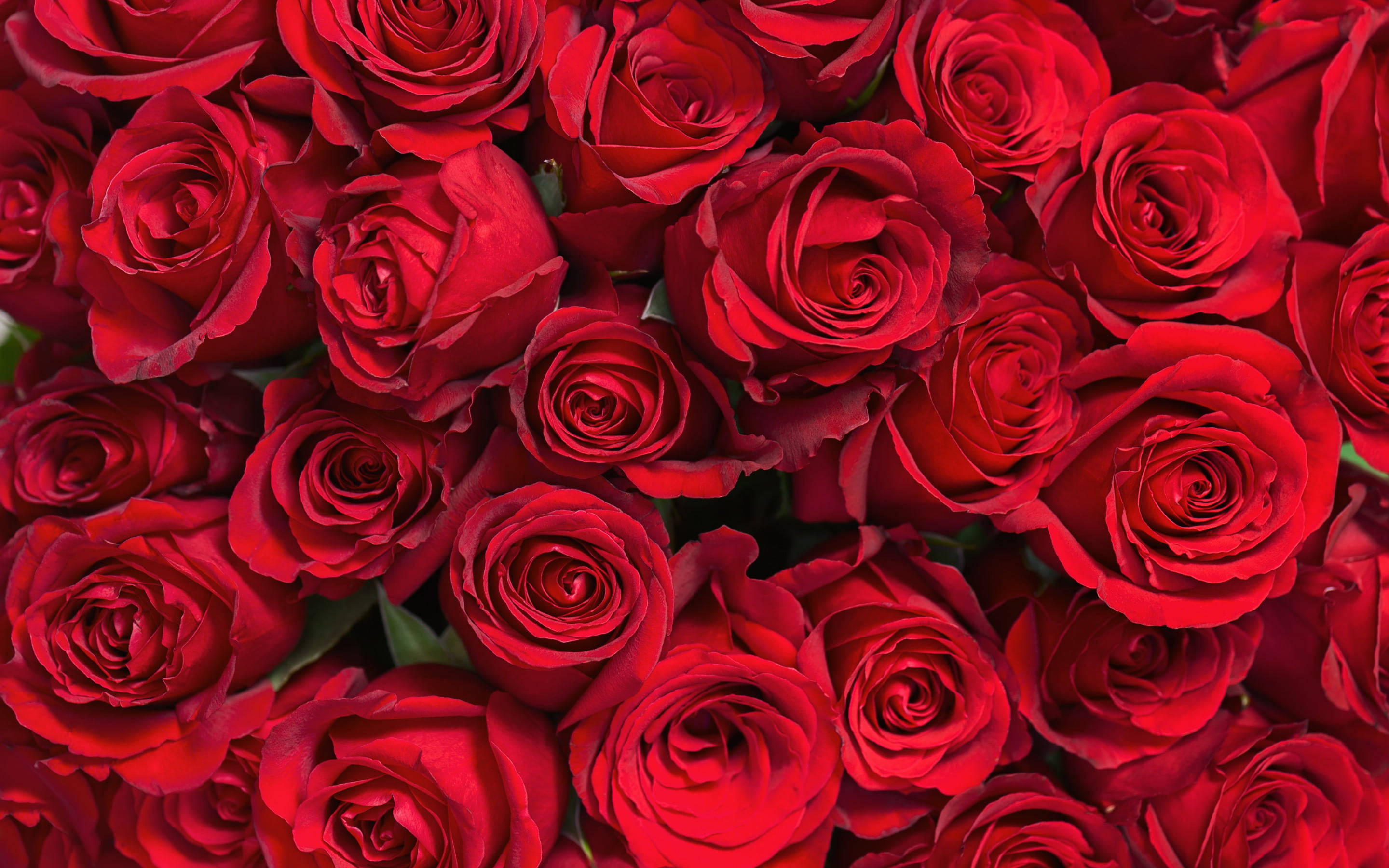 red roses, vivid red roses, deep velvety petals, 2K Desktop Wallpaper