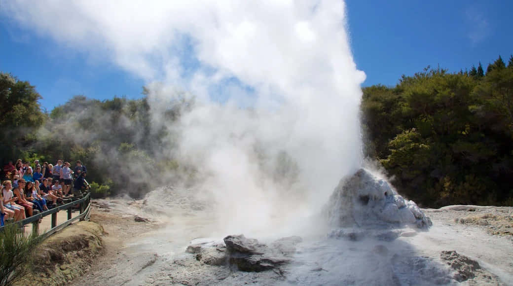 Rotorua, geothermal geyser eruption, clear blue sky, SD Desktop Wallpaper