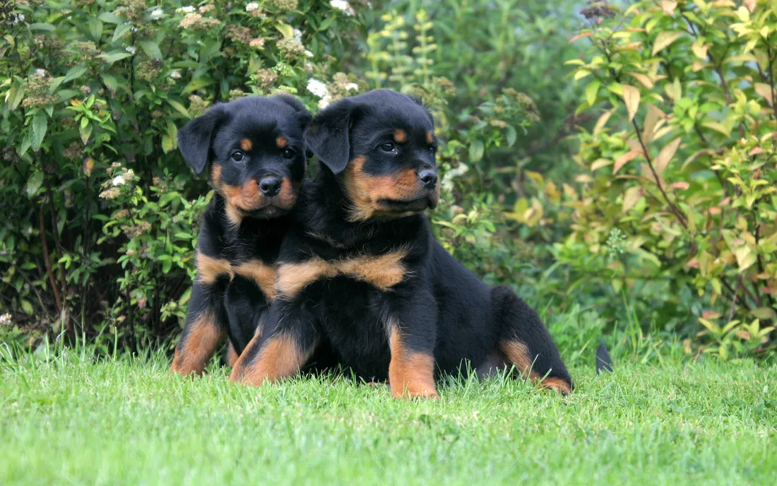 Rottweiler Wallpapers