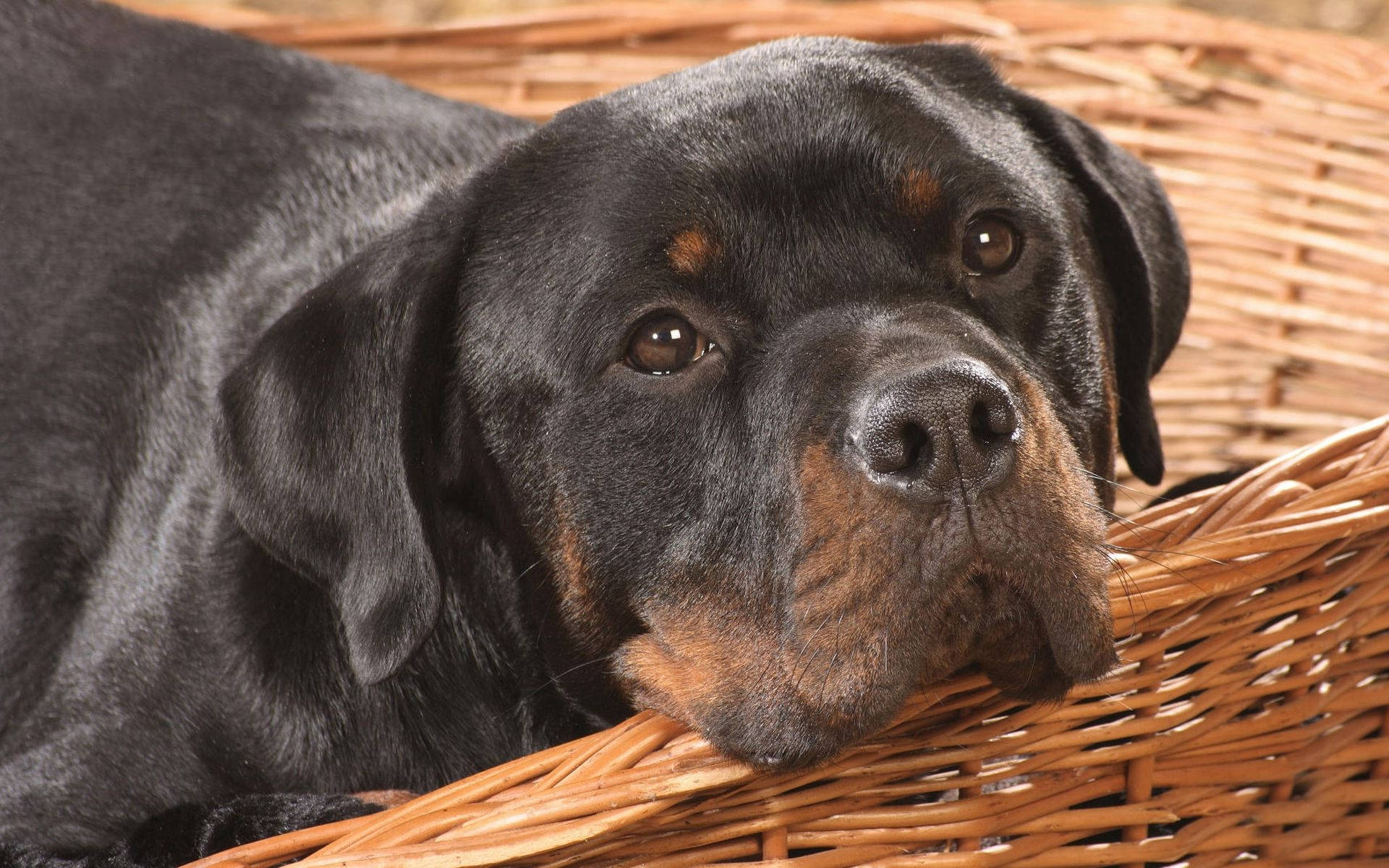 Rottweiler, black, tan markings, Full HD Desktop Wallpaper