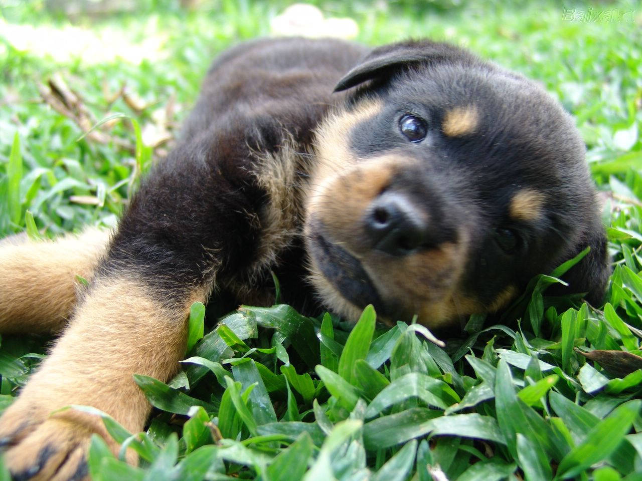 black rottweiler puppy, lush green grass, curious eyes, HD Desktop Wallpaper
