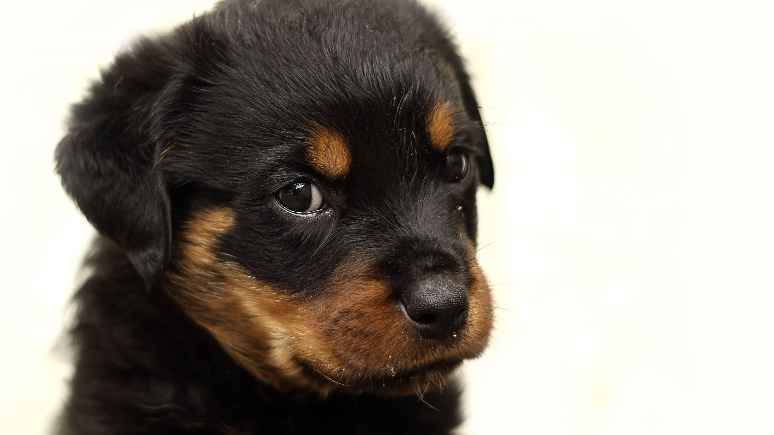 black and tan Rottweiler puppy, soft fur, soulful eyes, 2K Desktop Wallpaper